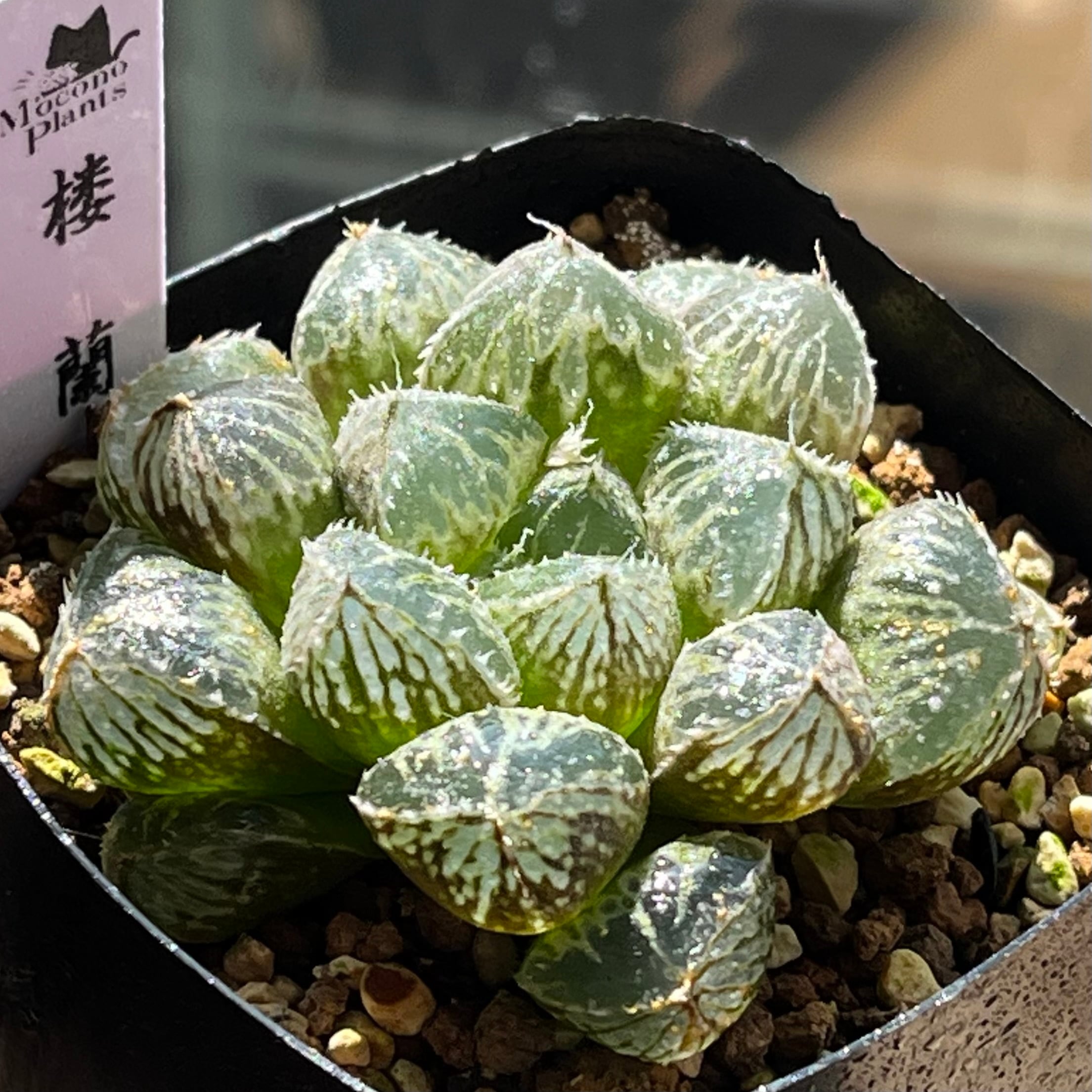 ハオルチア 白帝城錦 糊斑 | mocono_plants