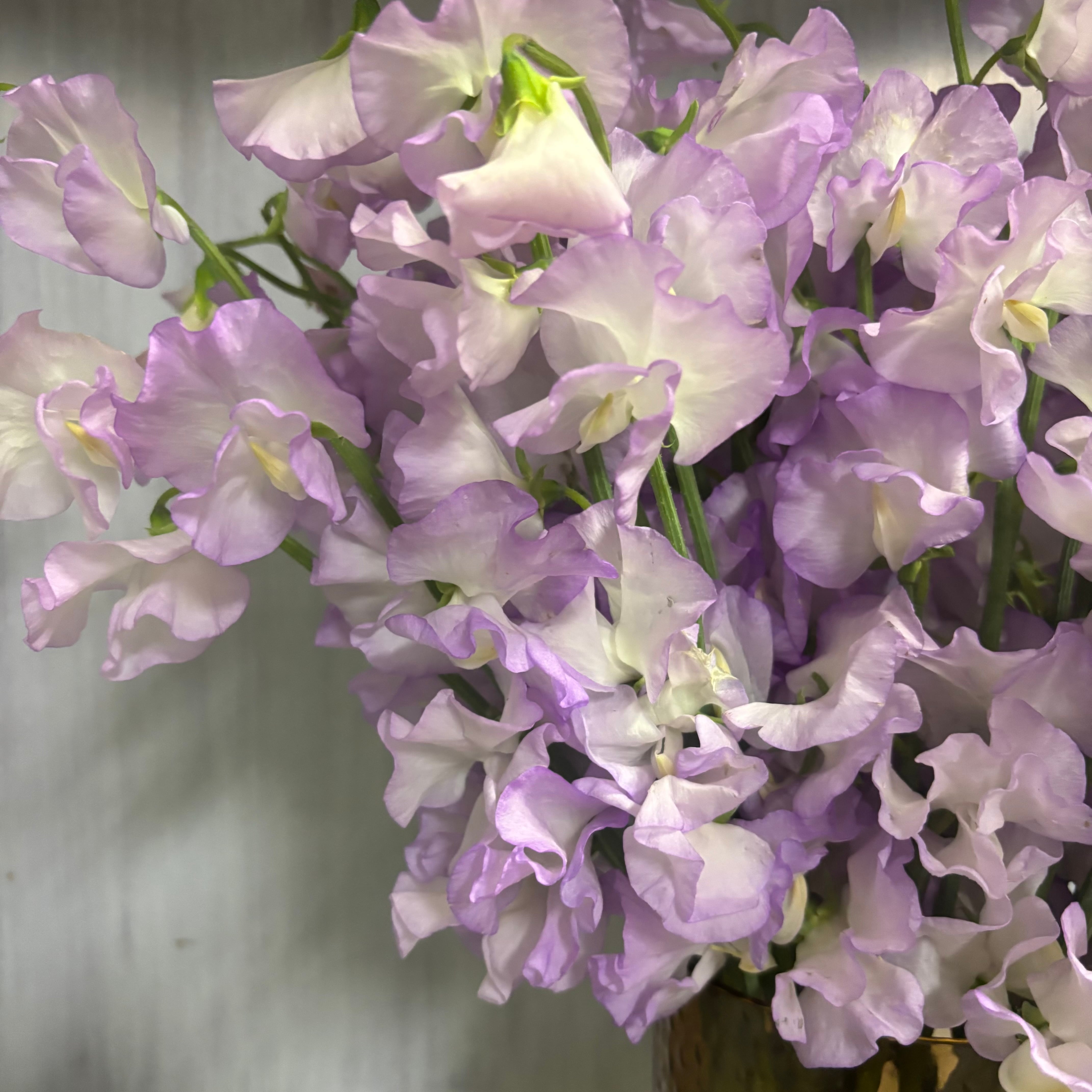 スイートピー | 新鮮お花問屋 Jp-Farmers.com