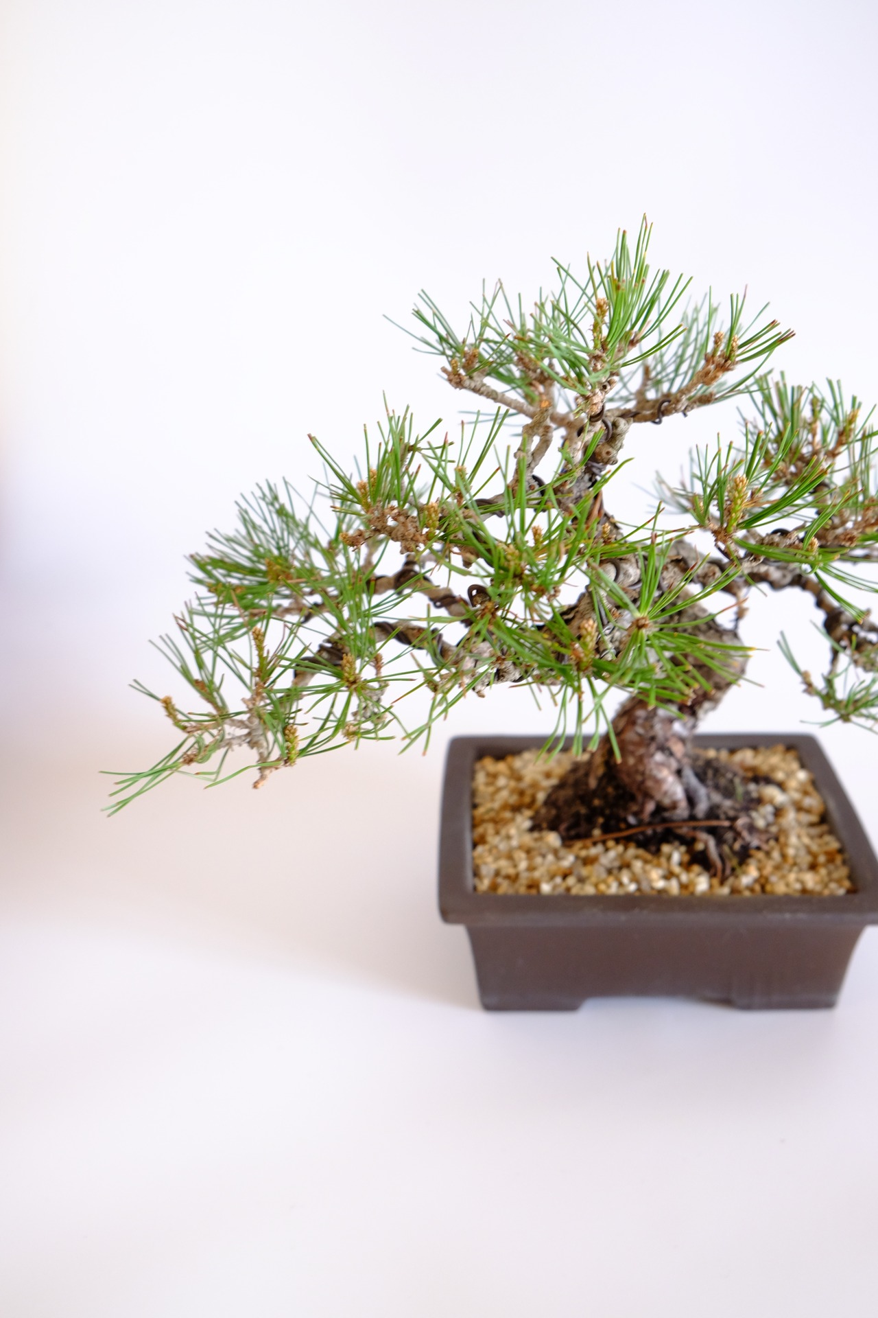 11. 赤松 Akamatsu (Red pine)