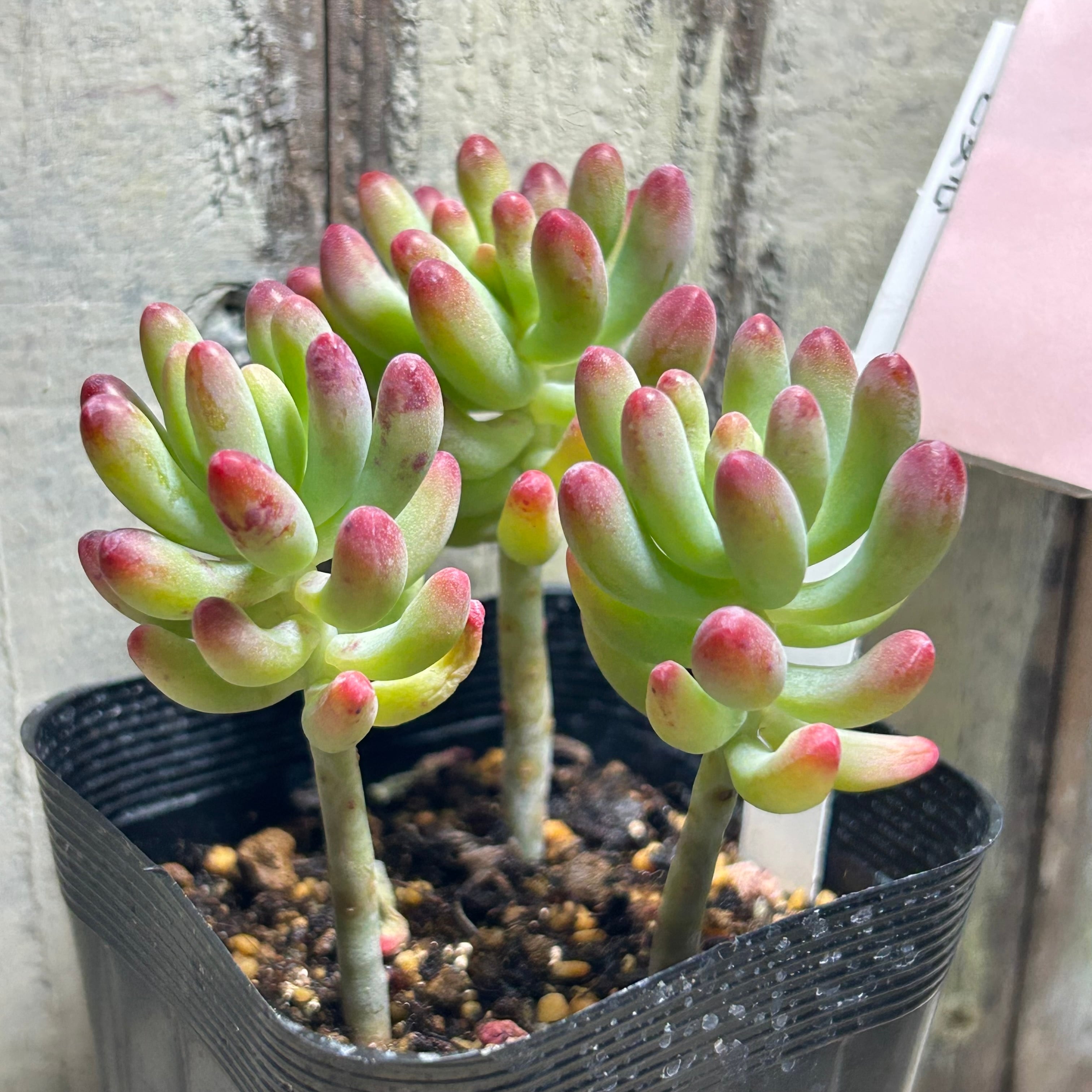 乙女心 | RuPo 多肉植物専門店