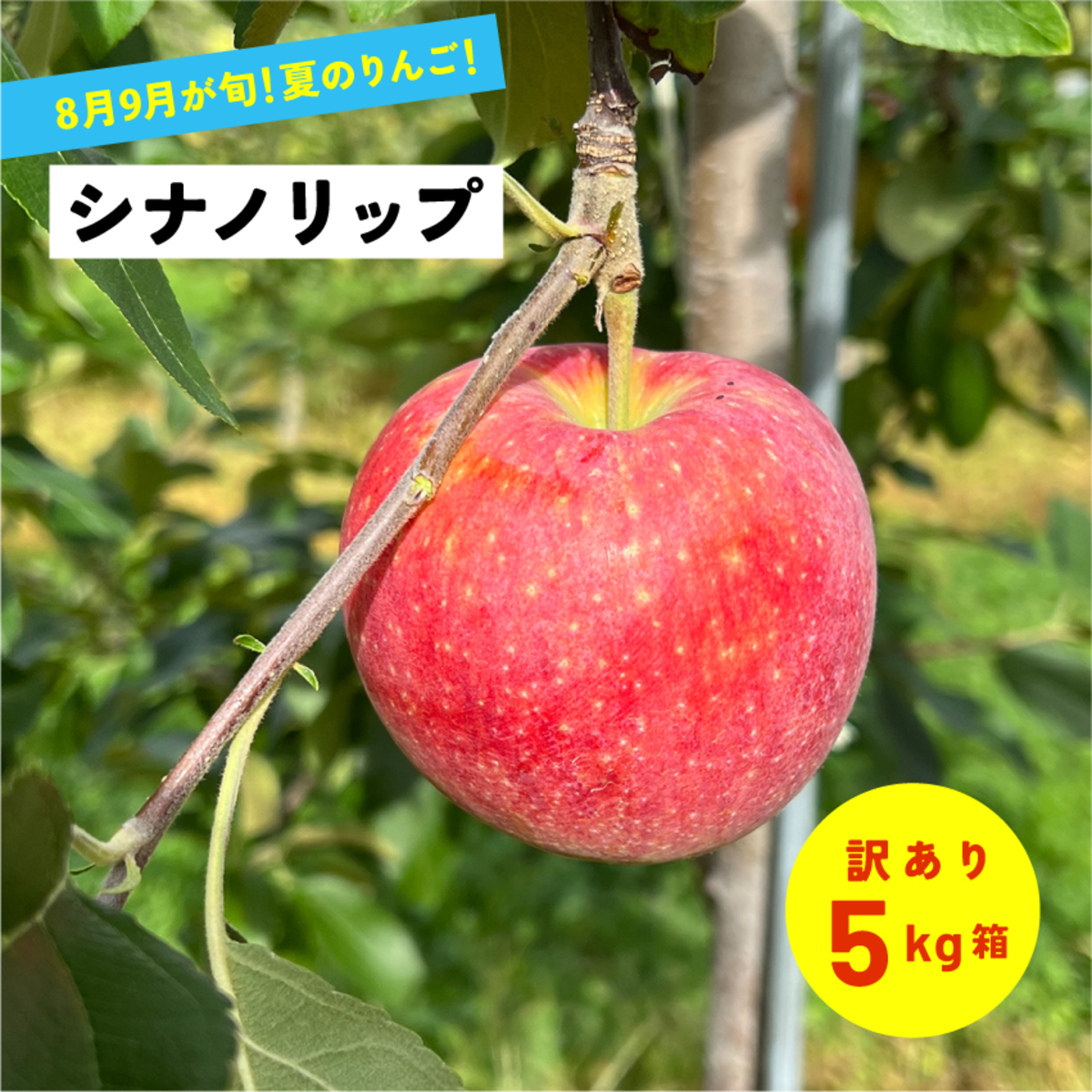 8月14日から8月31日発送 指定不可「シナノリップ5キロ箱訳あり品