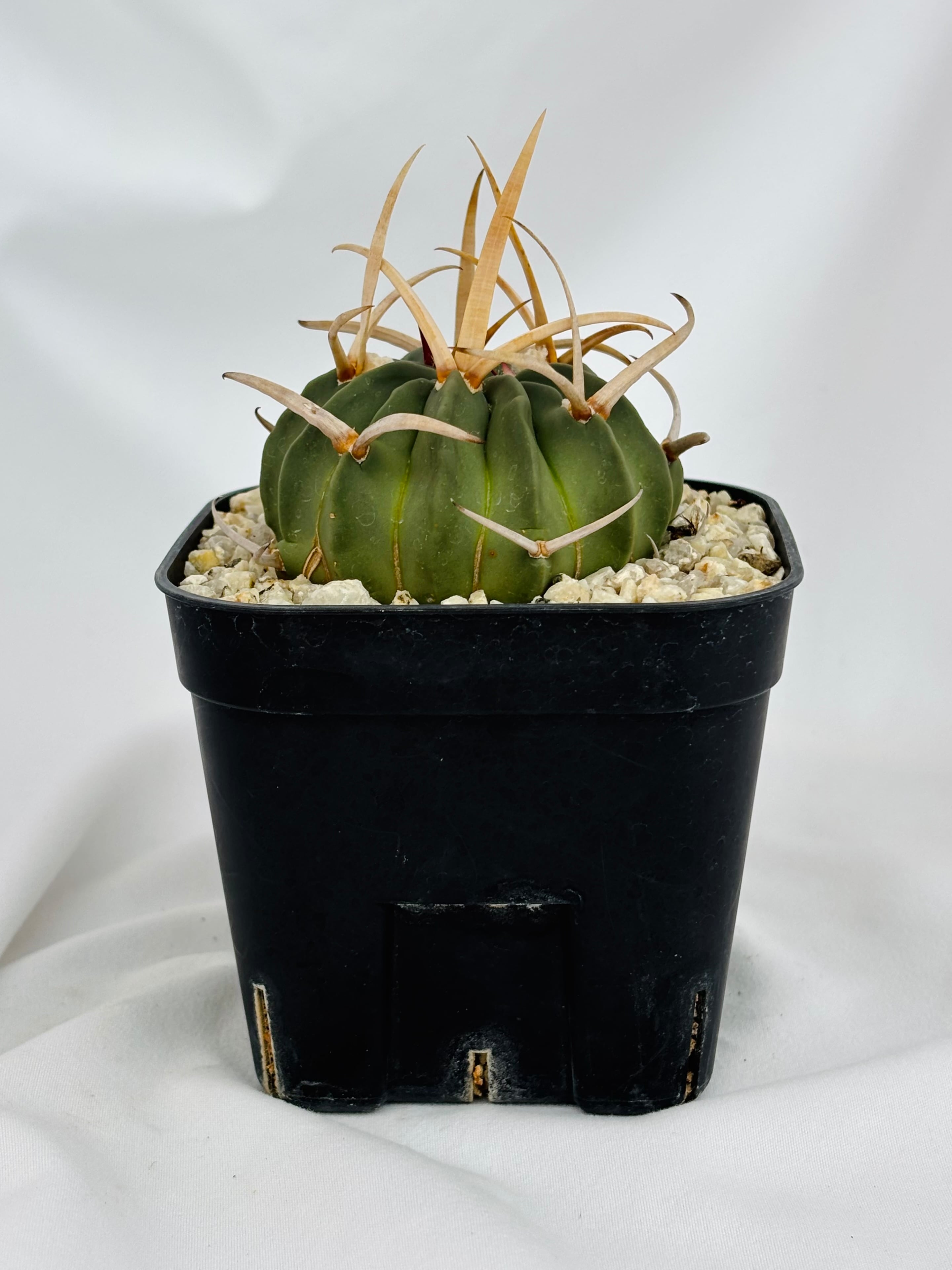 Echinofossulocactus coptonogonus エキノフォスロカクタス 竜剣丸