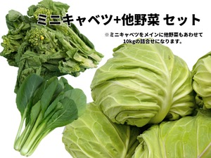 【冬季限定】ミニキャベツ+旬野菜ミックス10kgBOX