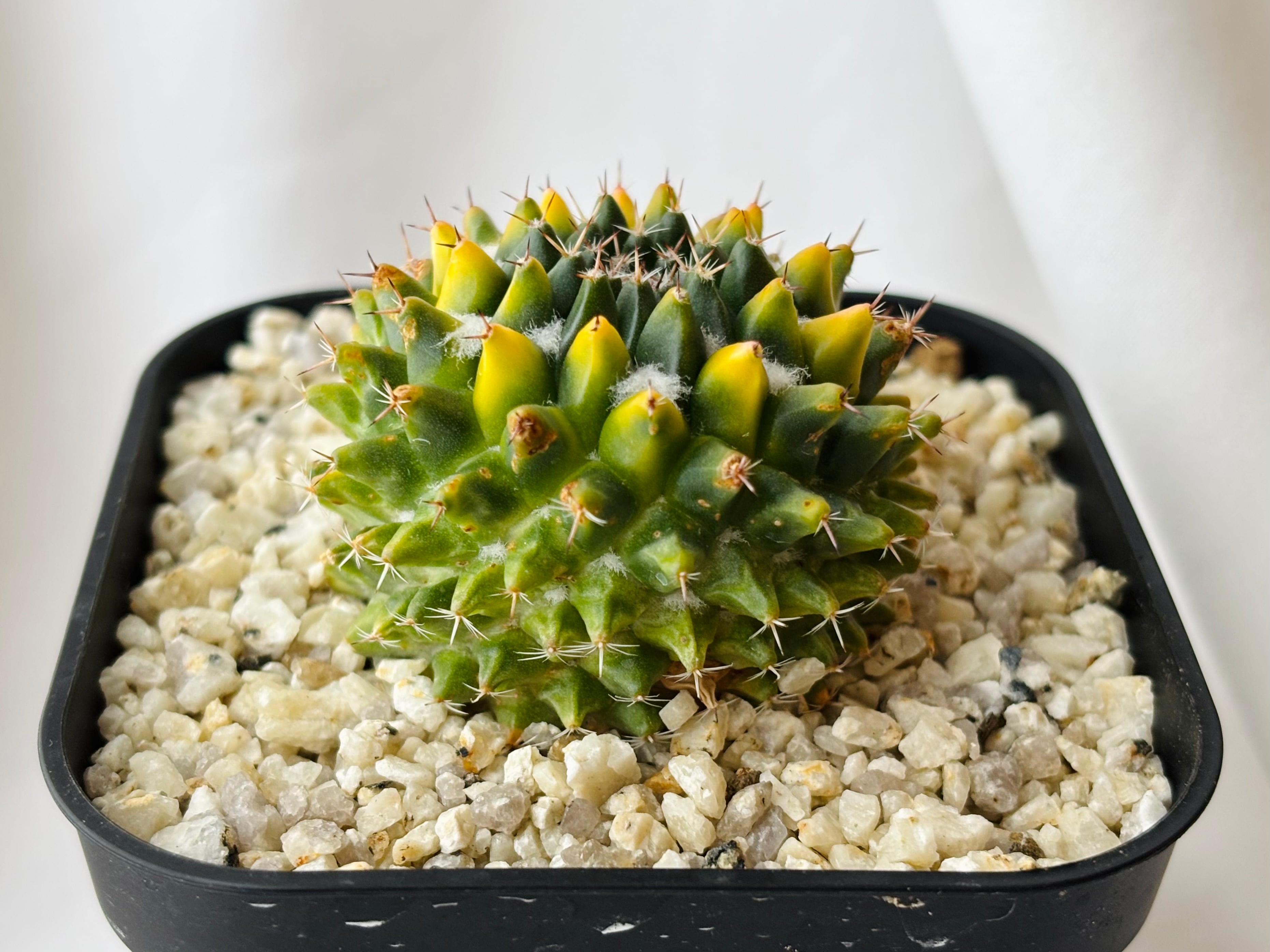 Mammillaria sempervivi v. caput-medusae マミラリア 景清錦 サボテン