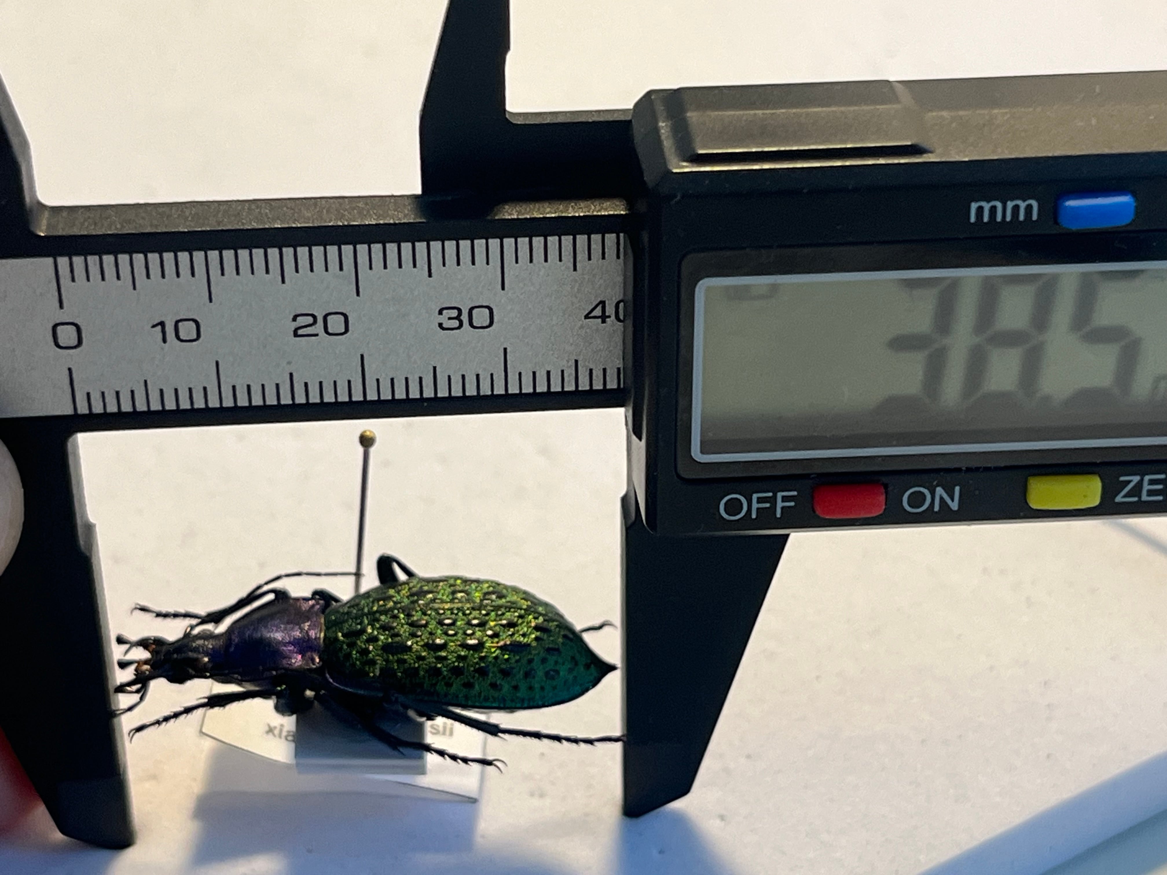 【40mm】アロウトゲオサムシ エリスカブリモドキ オサムシ標本 オサムシ 極美個体】エリスカブリモドキ オサムシ標本 オサムシ マイマイカブリ
