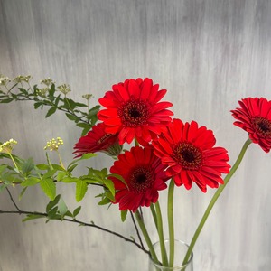 【限定ミニ花束セット　即出荷】　ガーベラ＆コデマリ　レッド