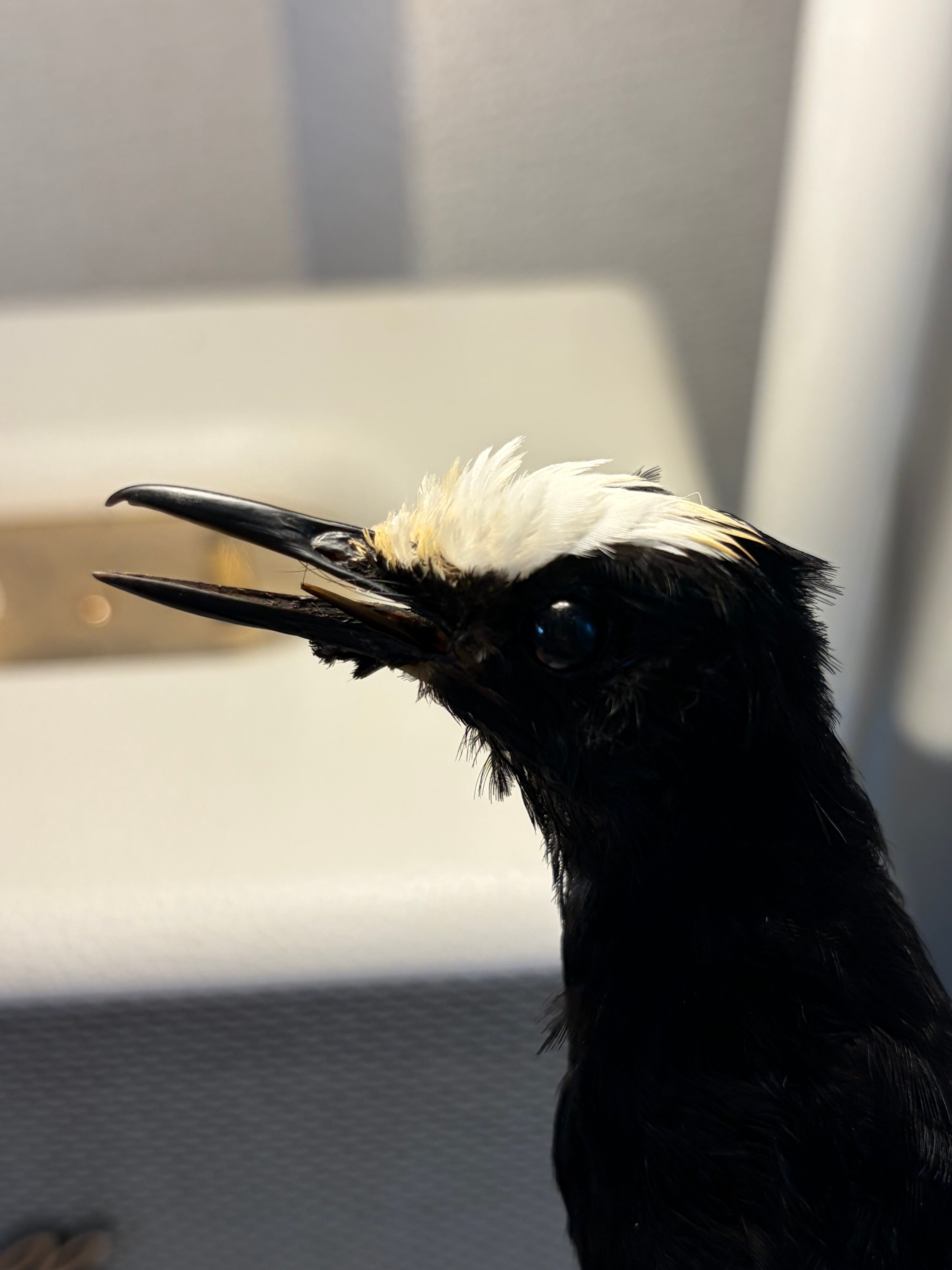 【鳥剥製】エンビシキチョウ 標本 スズメカラス ムクドリ ハト ワシ　フクロウ 鳥剥製】エンビシキチョウ 標本 スズメカラス ムクドリ ハト ワシ