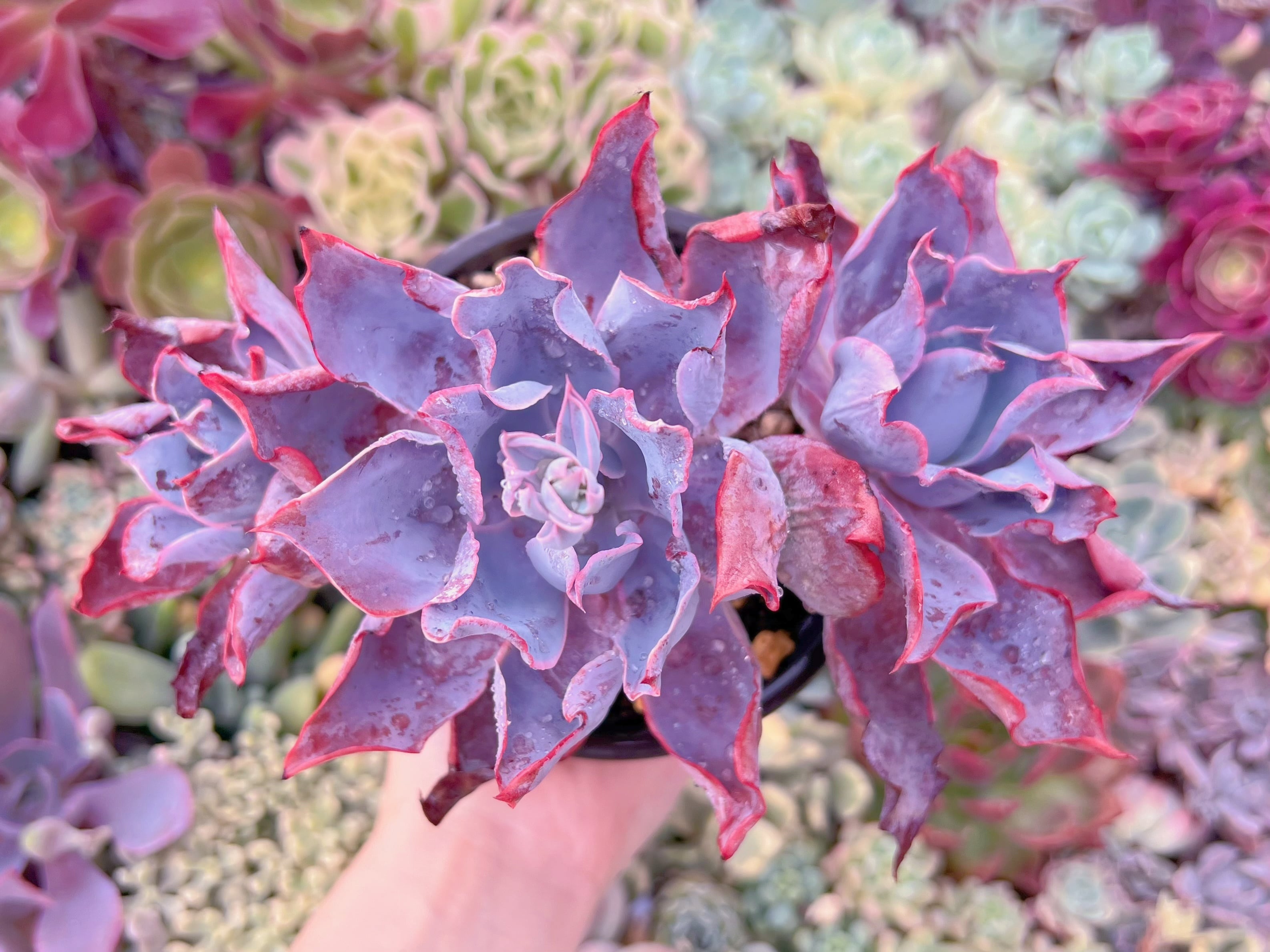 現品　アフターグロー#F040　大群生　るる農園