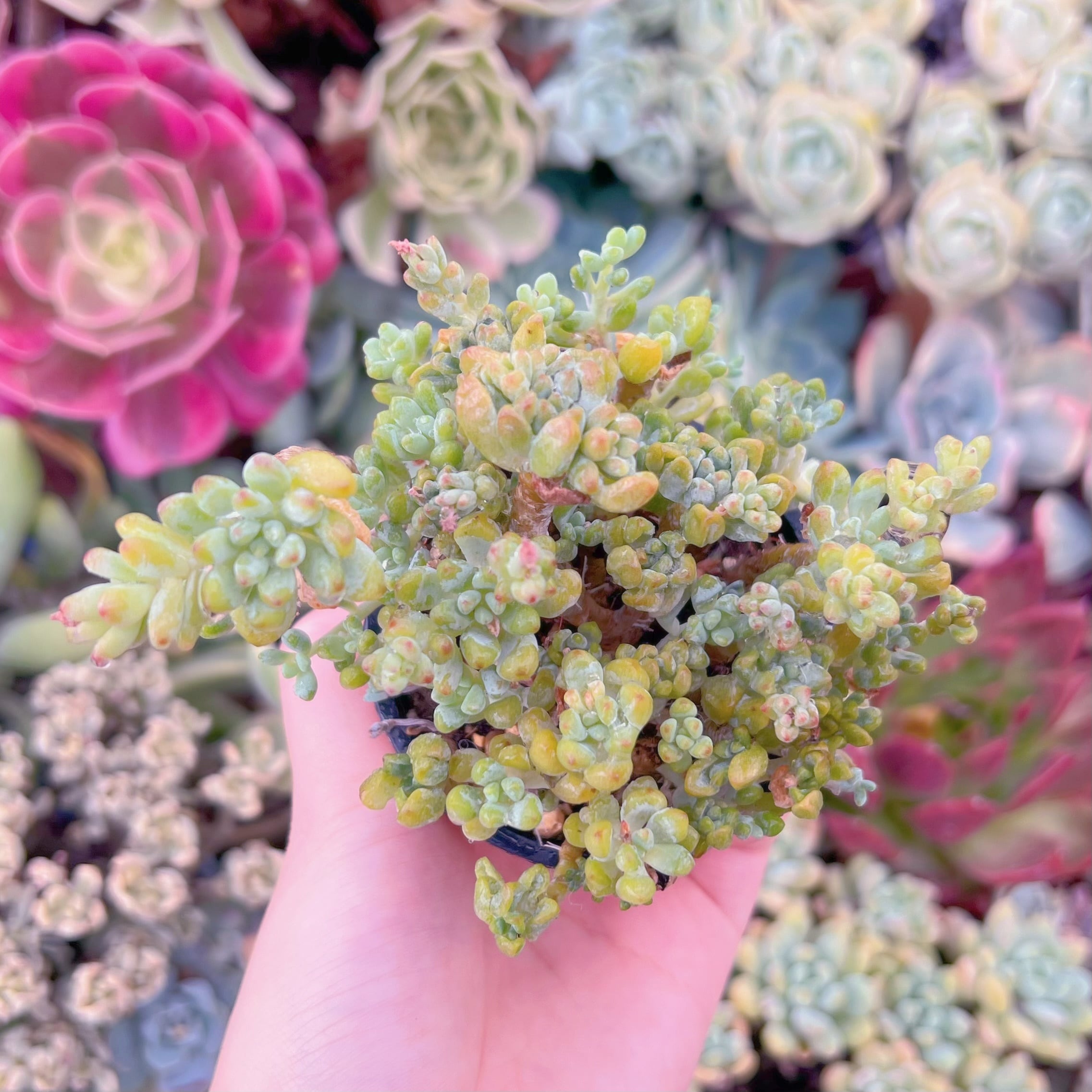 現品　ピンクビーン#A28　るる農園