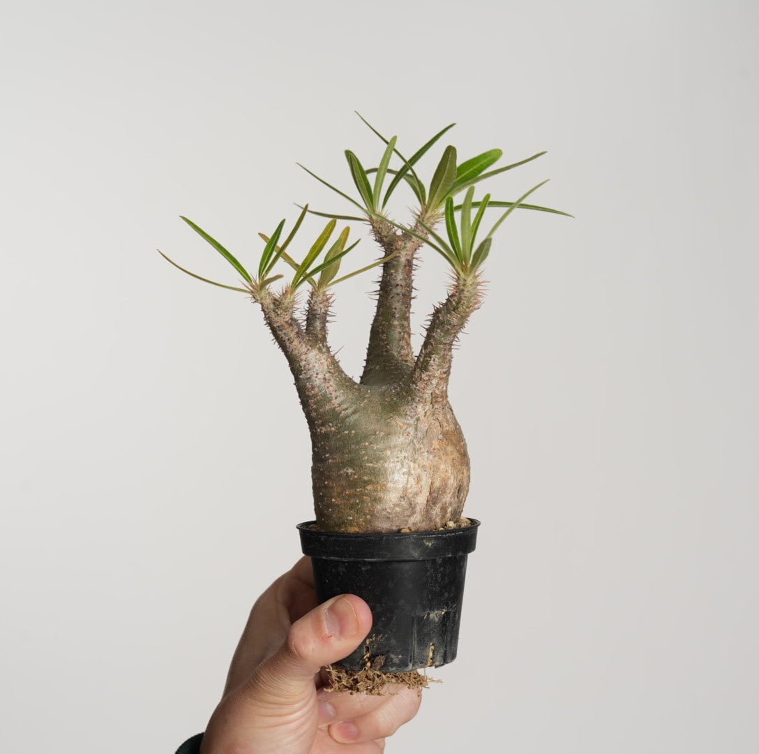 【発根済み】パキポディウム　グラキリス パキポディウム グラキリス no.13〈発根済み〉 | SPECIAL OTHER WORKS