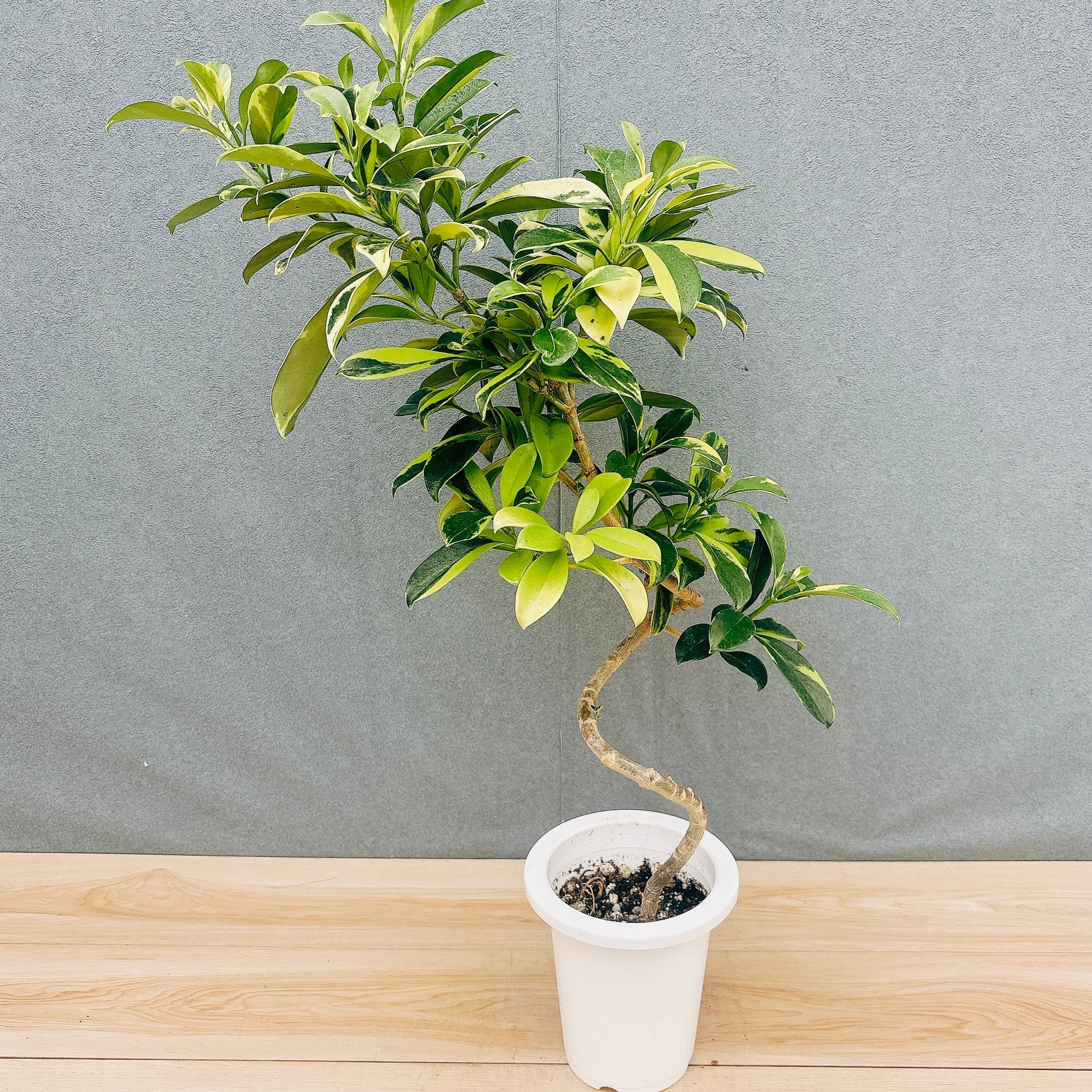 ［現品］50番　カシワバゴムノキ　フィカスリラータ　曲がり　7号　観葉植物　室内 現品］50番 カシワバゴムノキ フィカス リラータ 曲がり 7号 観葉植物