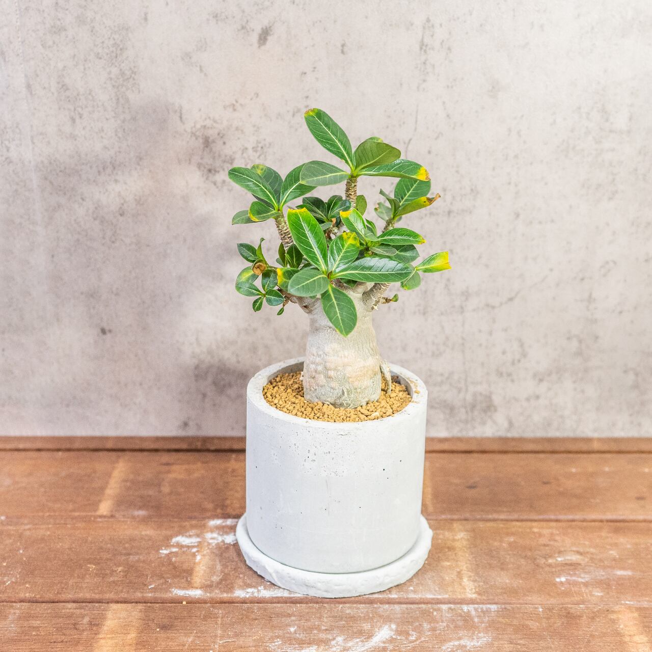 アデニウム｜すっきり立ち上がる枝と優しい塊根フォルムの一点もの【虫発生抑制／手作りモルタル鉢】