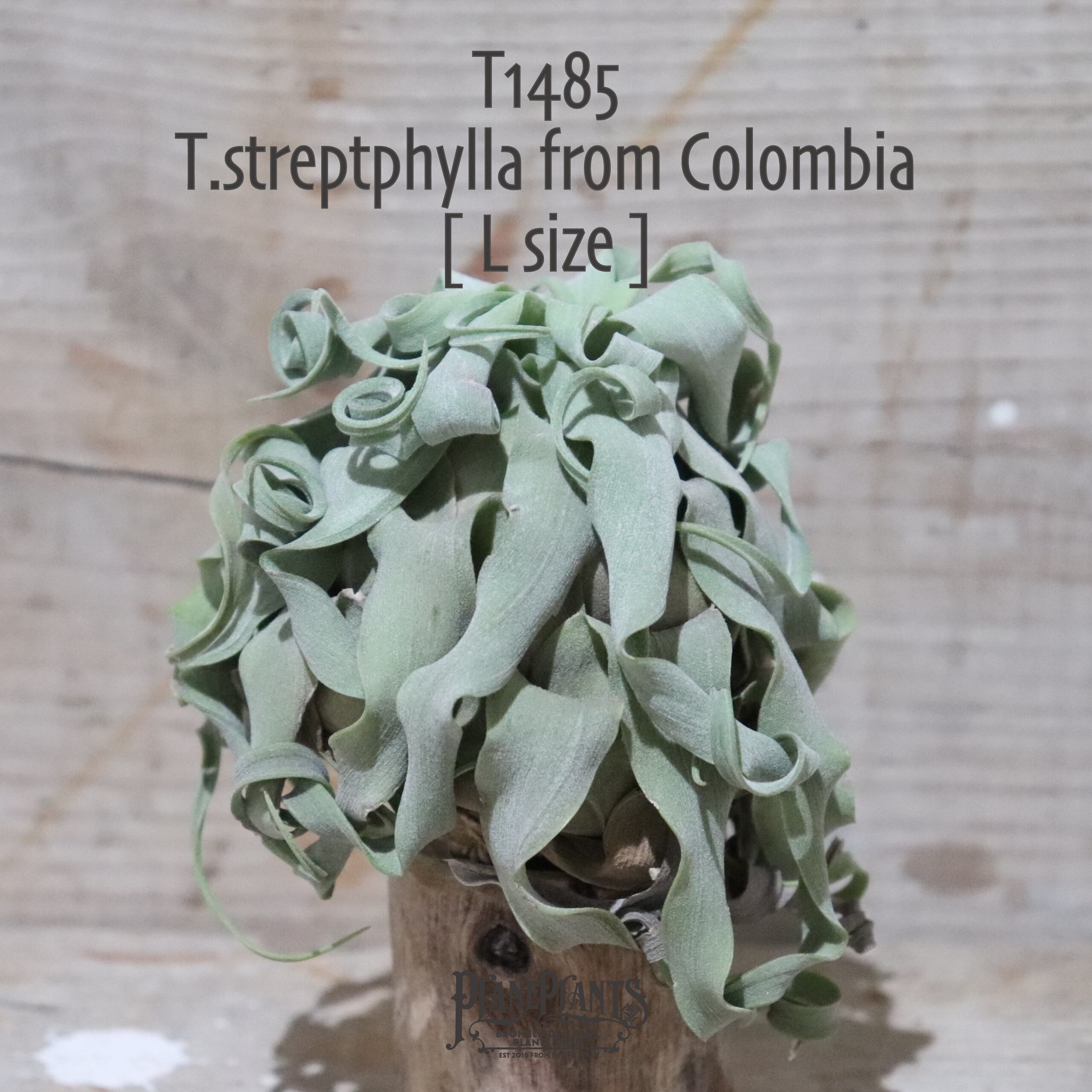【送料無料】streptophylla L from colombia〔エアプランツ〕現品発送T1485