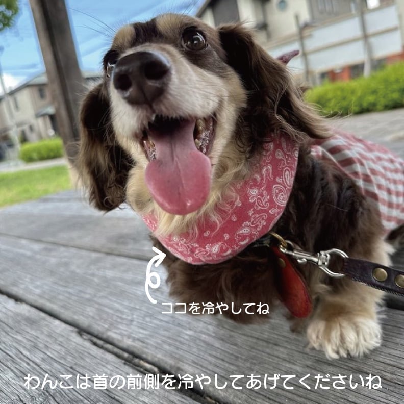 ダックス柄追加！わんこのうさみみリボンのクールネック