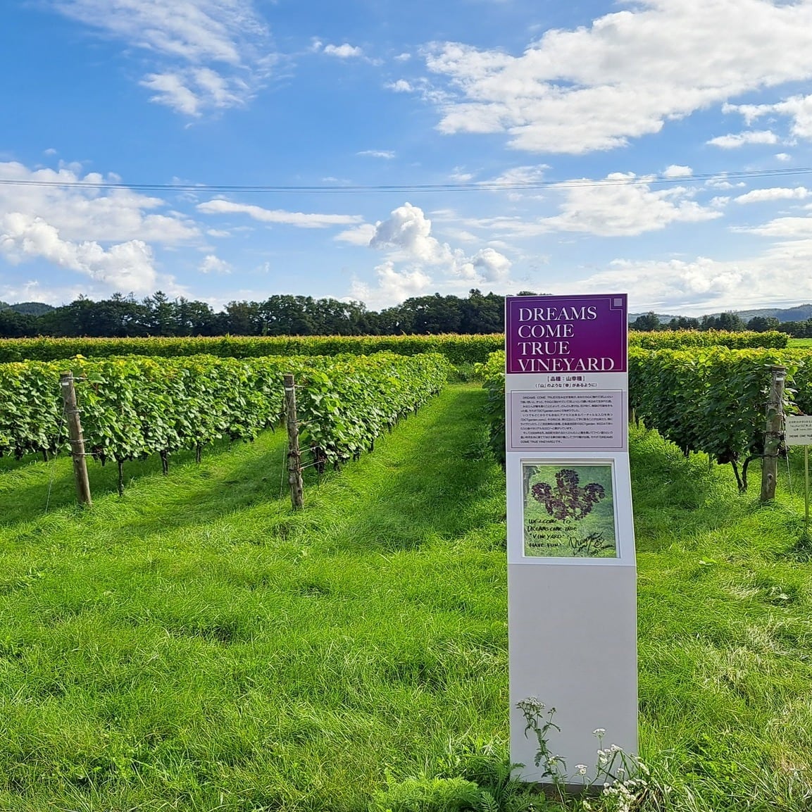 DREAMS COME TRUE VINEYARD 山幸 2022 (720ml)