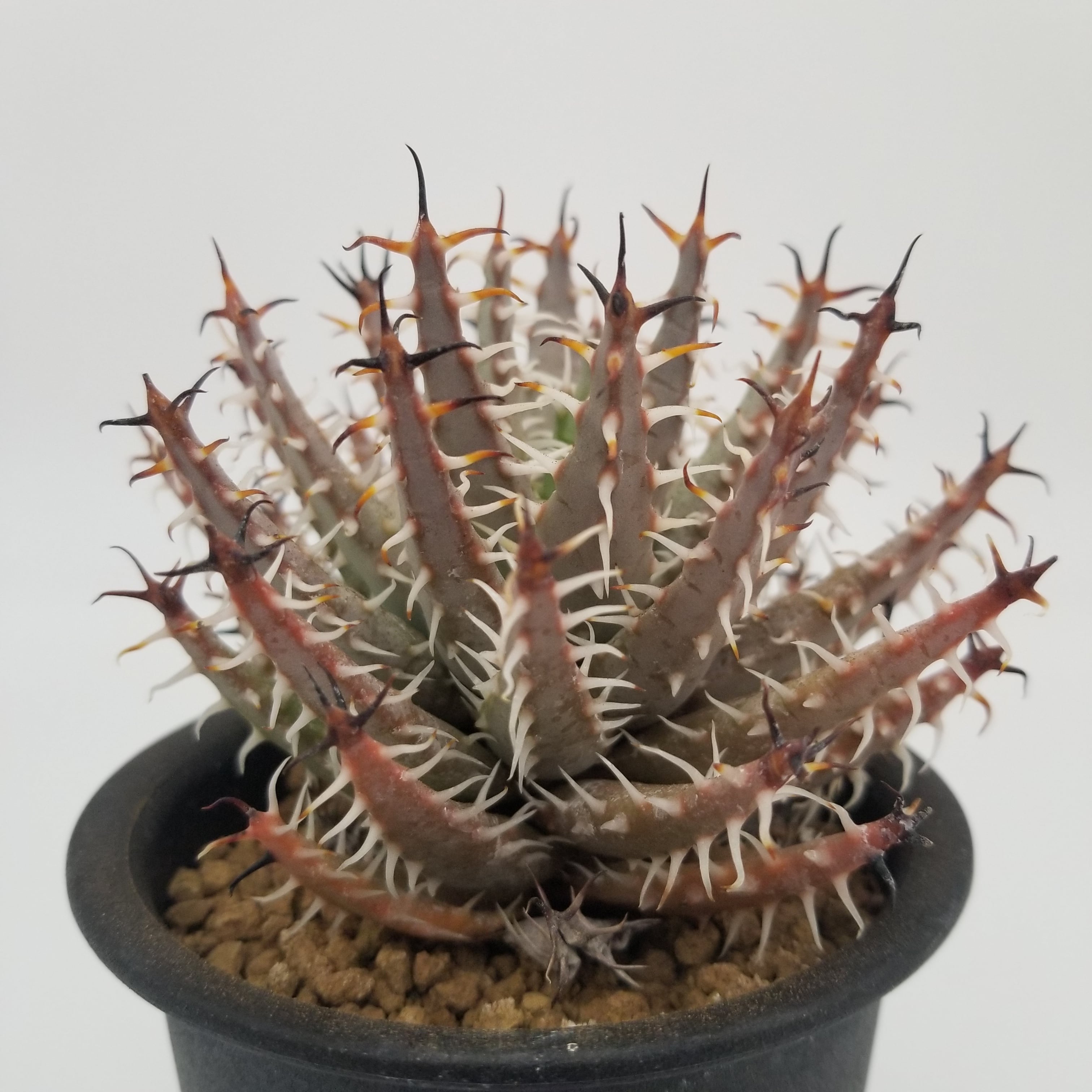 Aloe melanacantha v.erinacea | miyudemexico online store