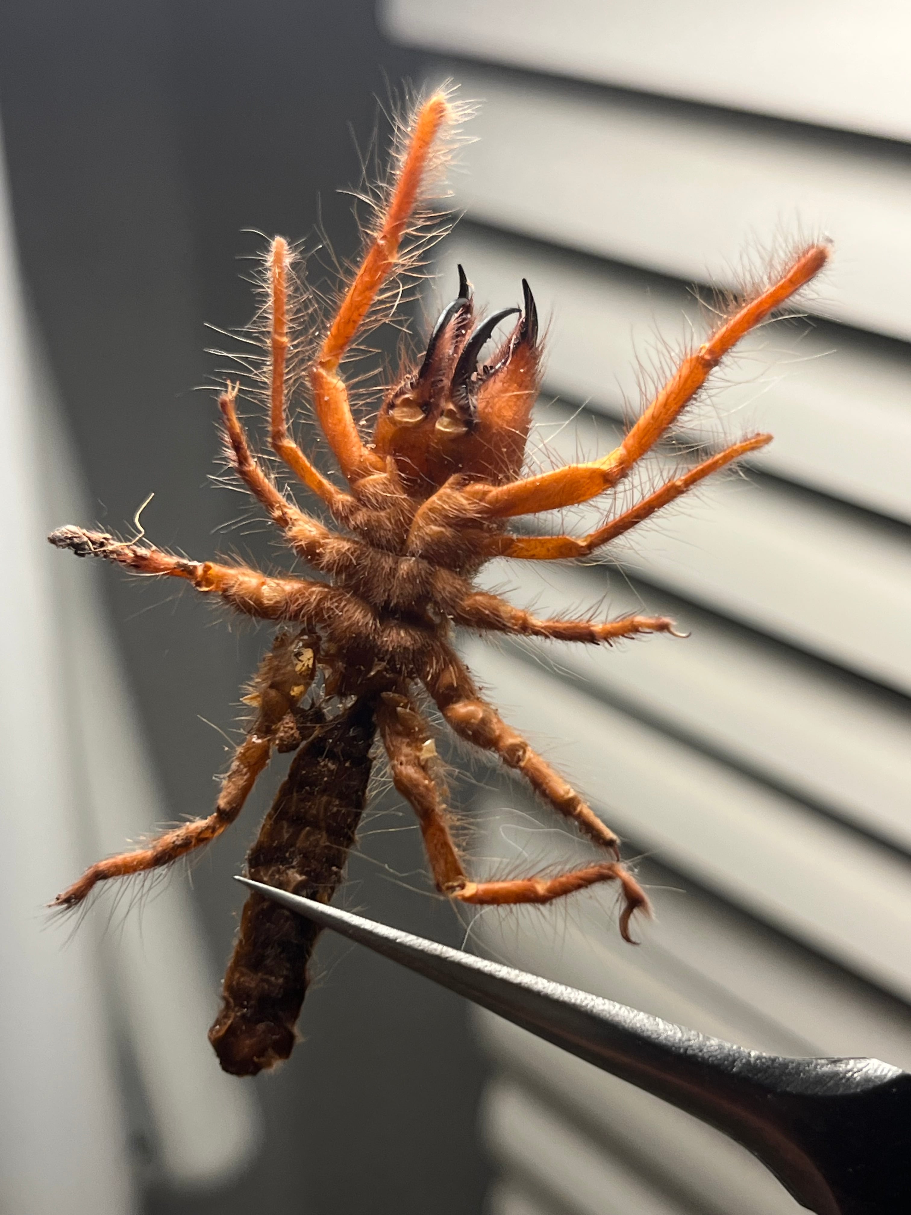 ミドル2】ブラッドレッドヒヨケムシ Dinorhaxウデムシ 奇蟲標本 標本