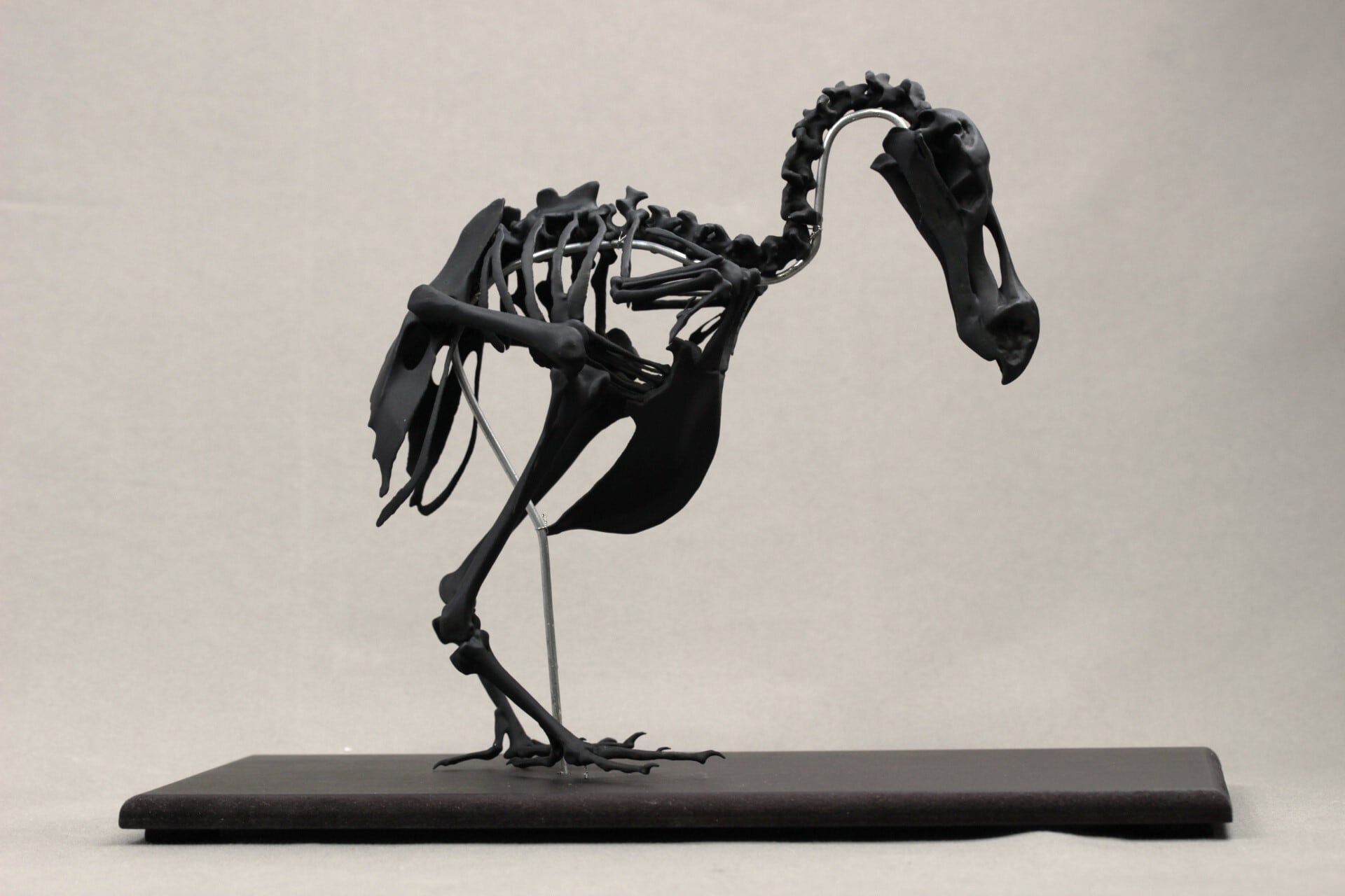 高さ21cm】モーリシャスドードー の縮小全身骨格レプリカ【Dodo