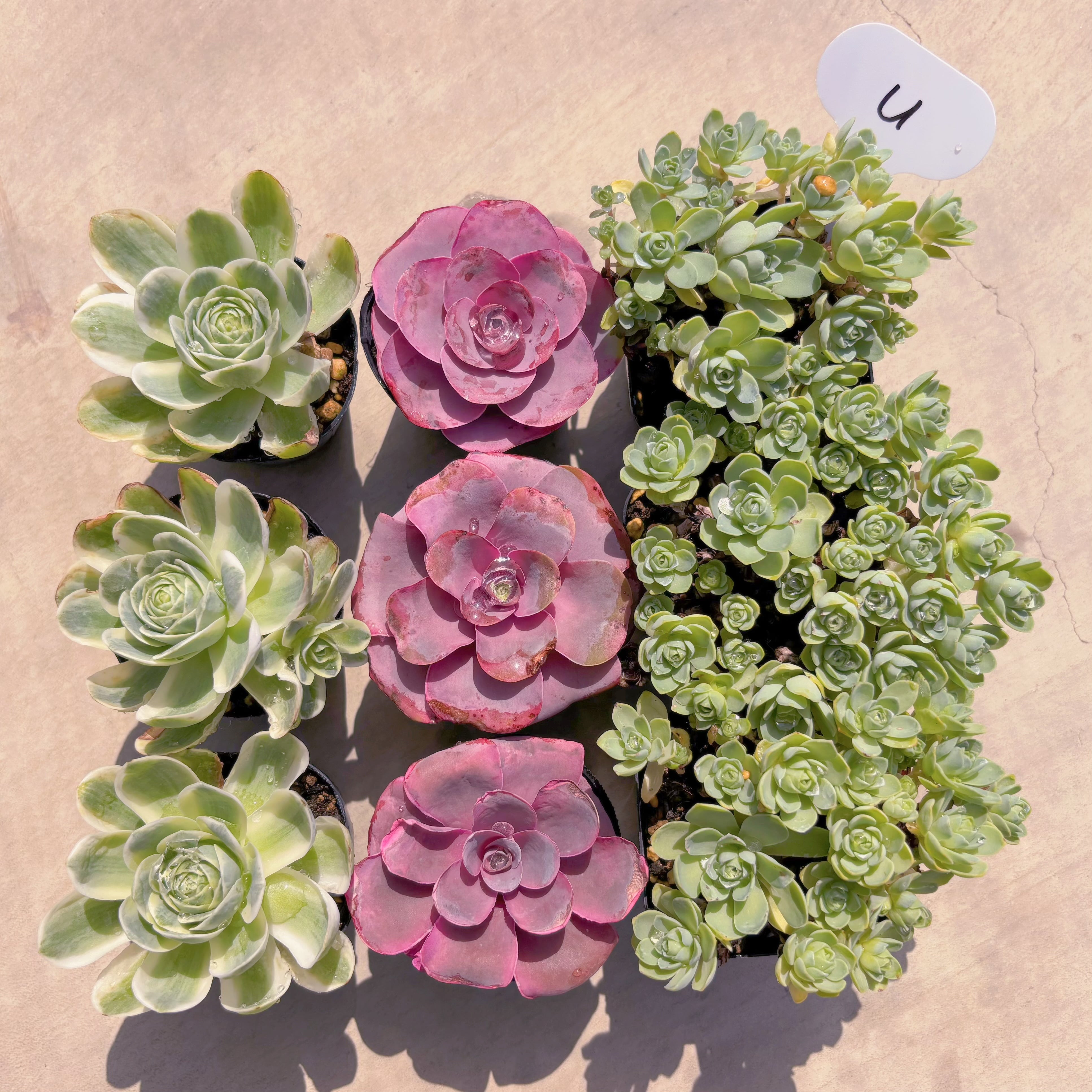 BASE販売会セットU