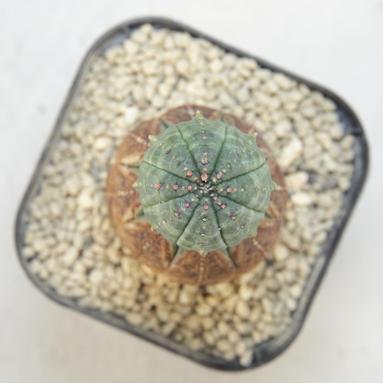 ユーフォルビア　オベサ　美株　オス オス株 美模様 木質化 マイクロ オベサ / ユーフォルビア | LIGHTHOUSE