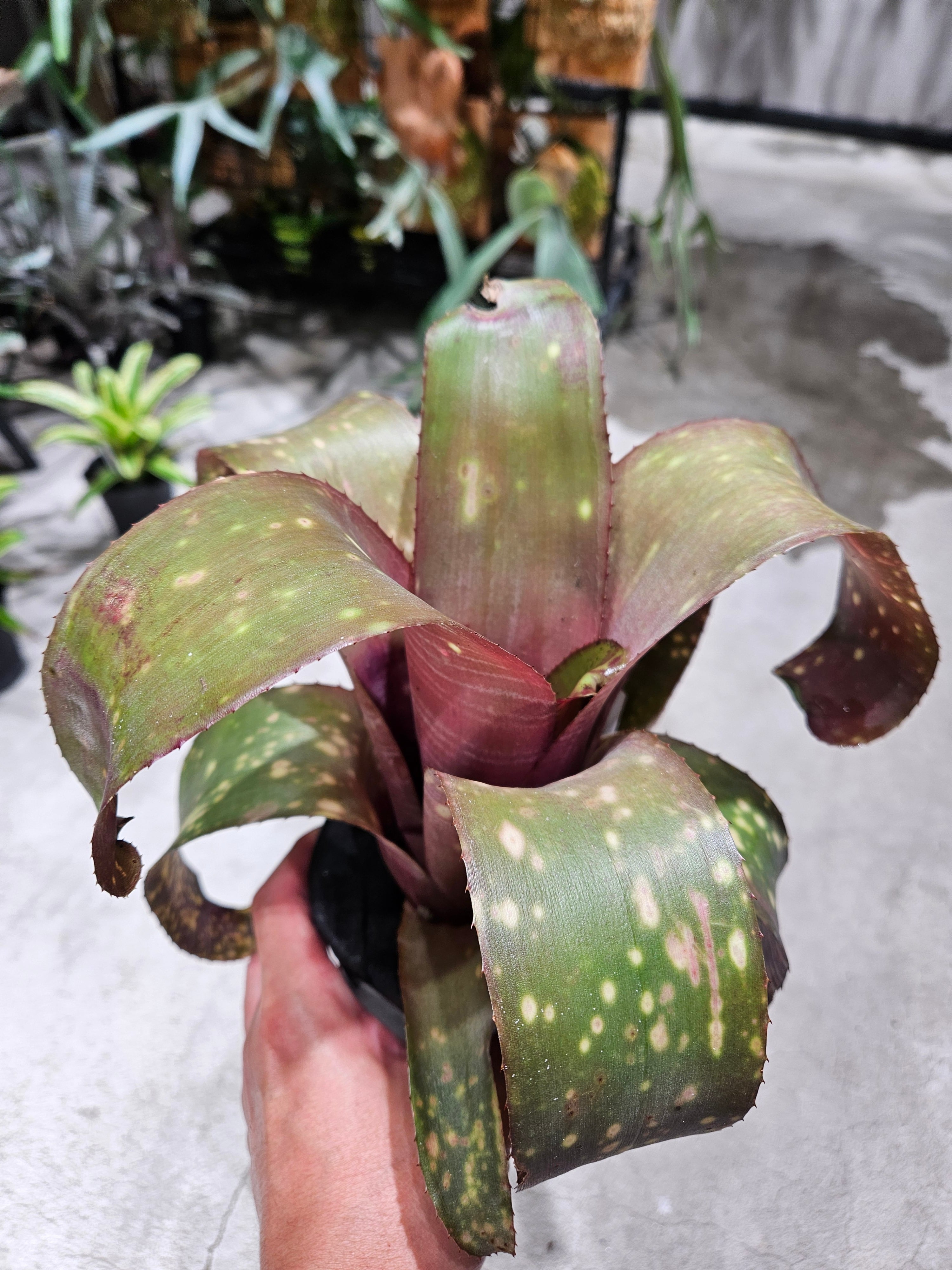 Bill.miz mollic 【artPLANTs/PLANTS GARAGE 】 ビルベルギア