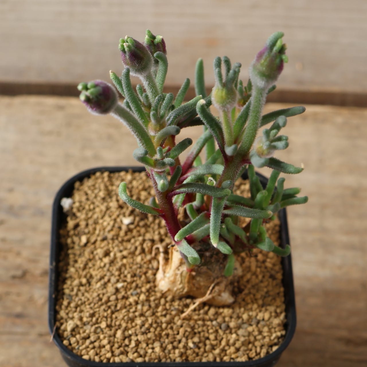 490塊根も葉も花も、すべてが魅力的『フィロボルス テヌイフロルス