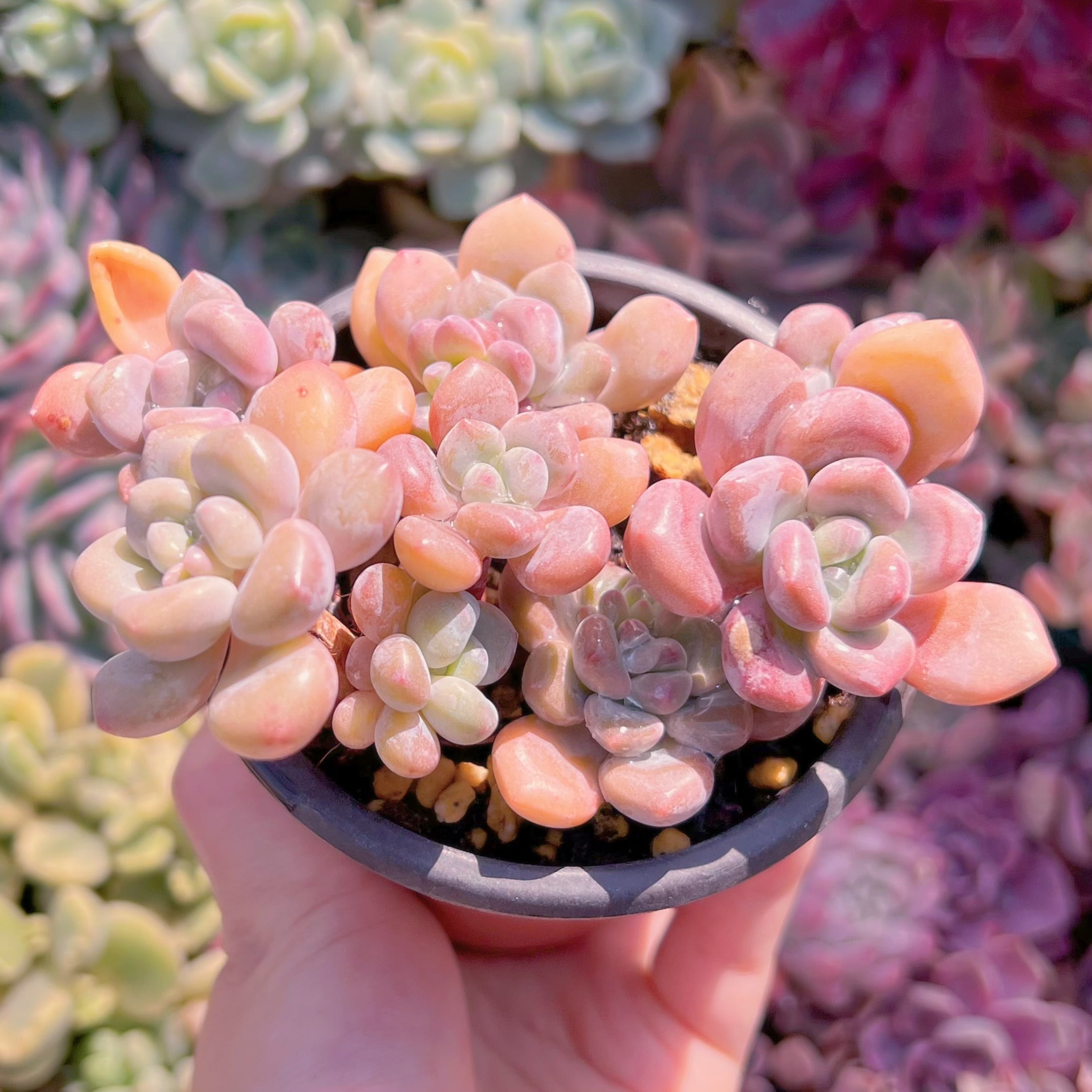 現品　ラブリーディア#647　新入荷　るる農園