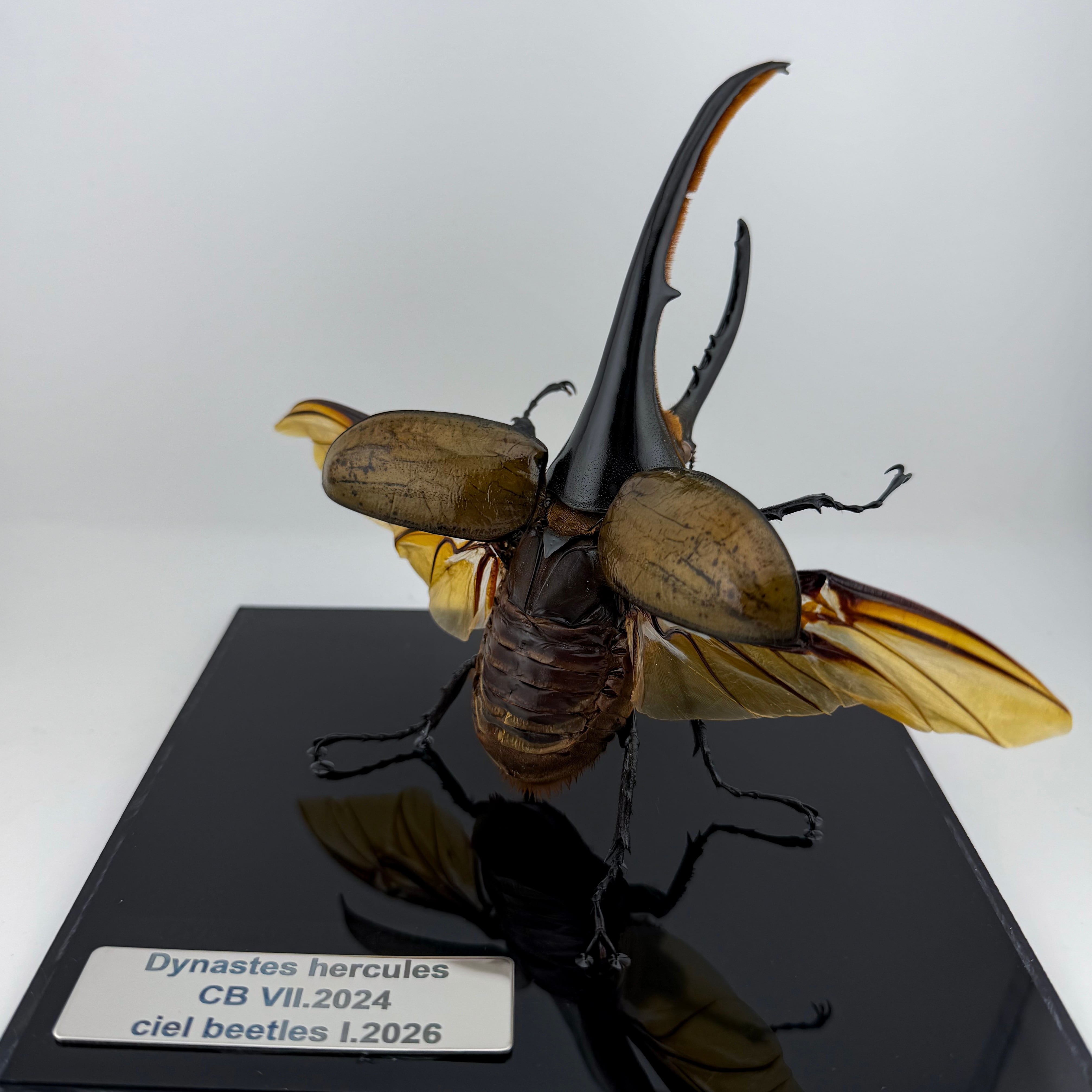 cielbeetles