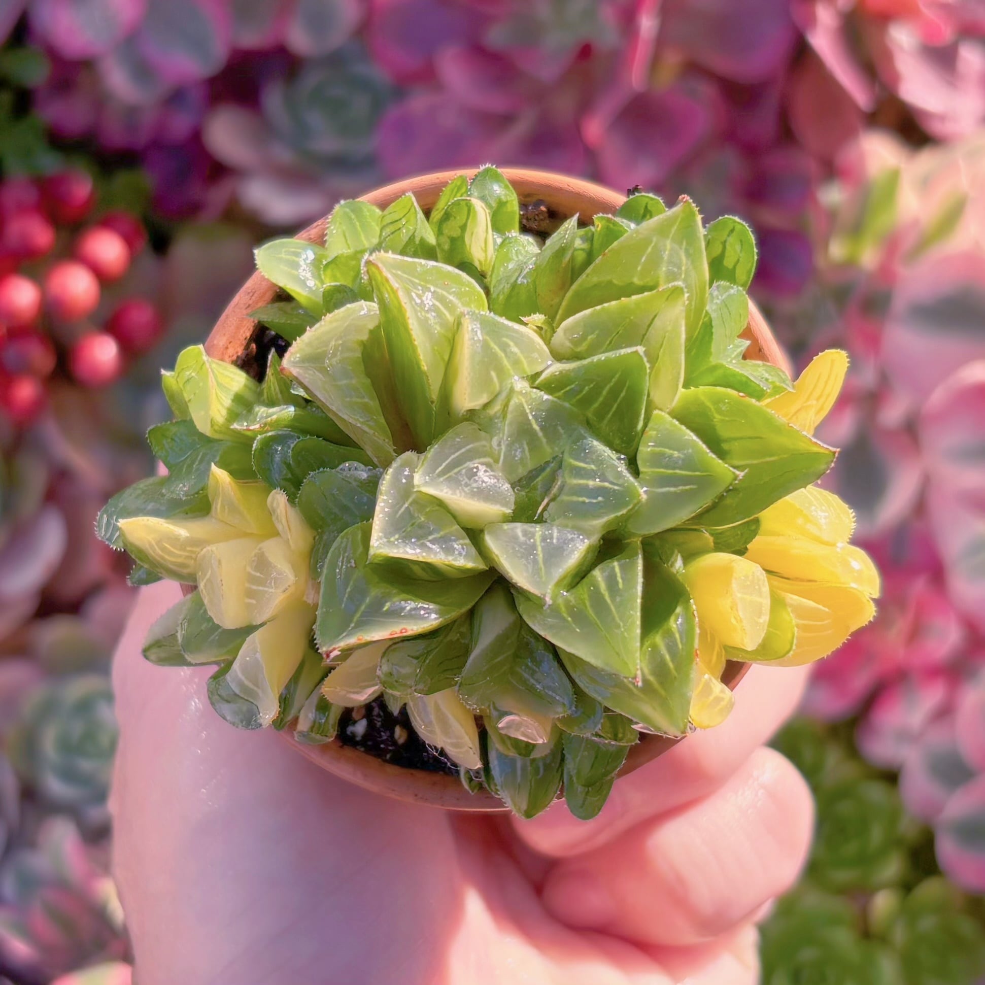 多肉植物　Retusa Variegated　群生　新入荷　るる農園