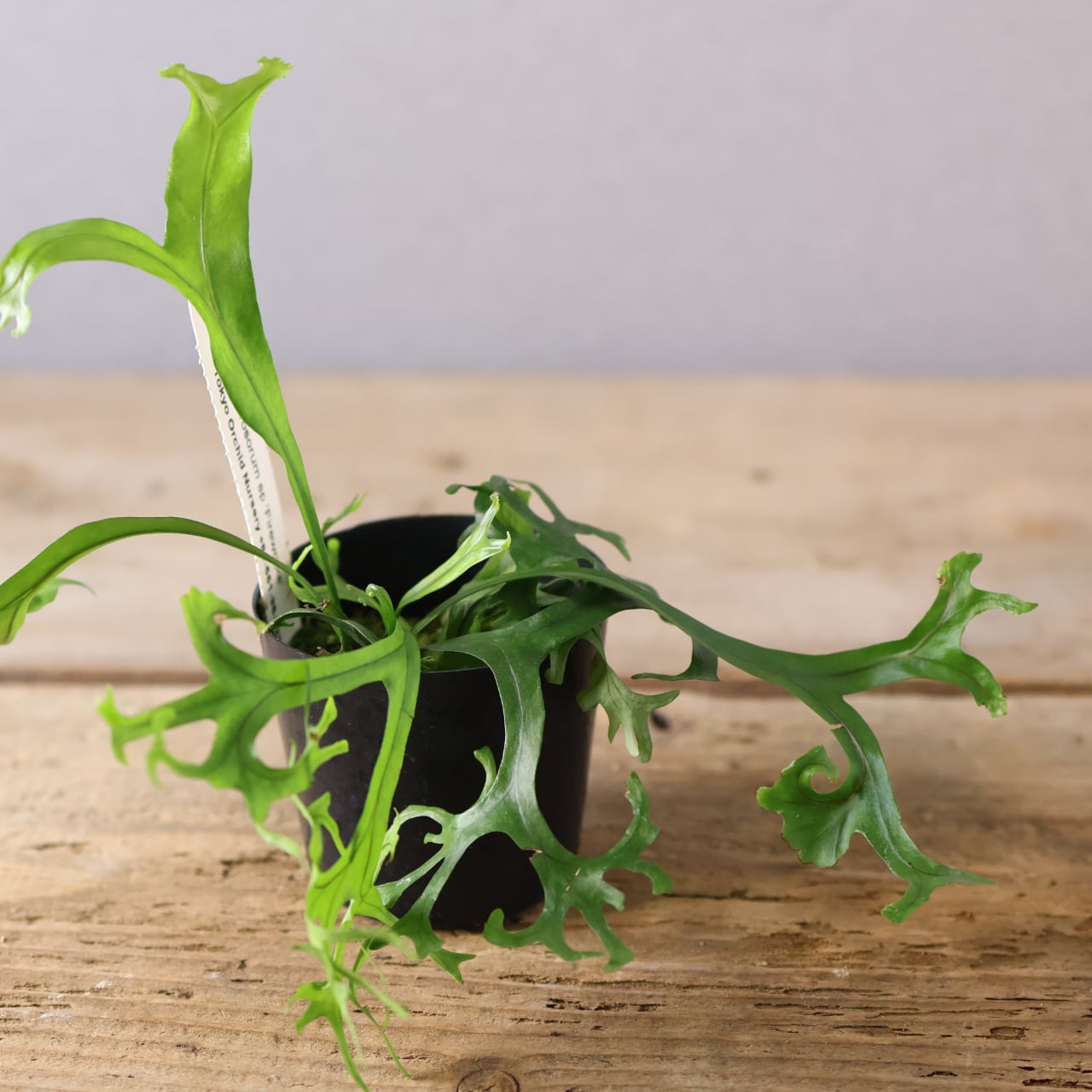410 弾ける花火『ミクロソラム sp 'Fireworks'』観葉植物 【送料無料