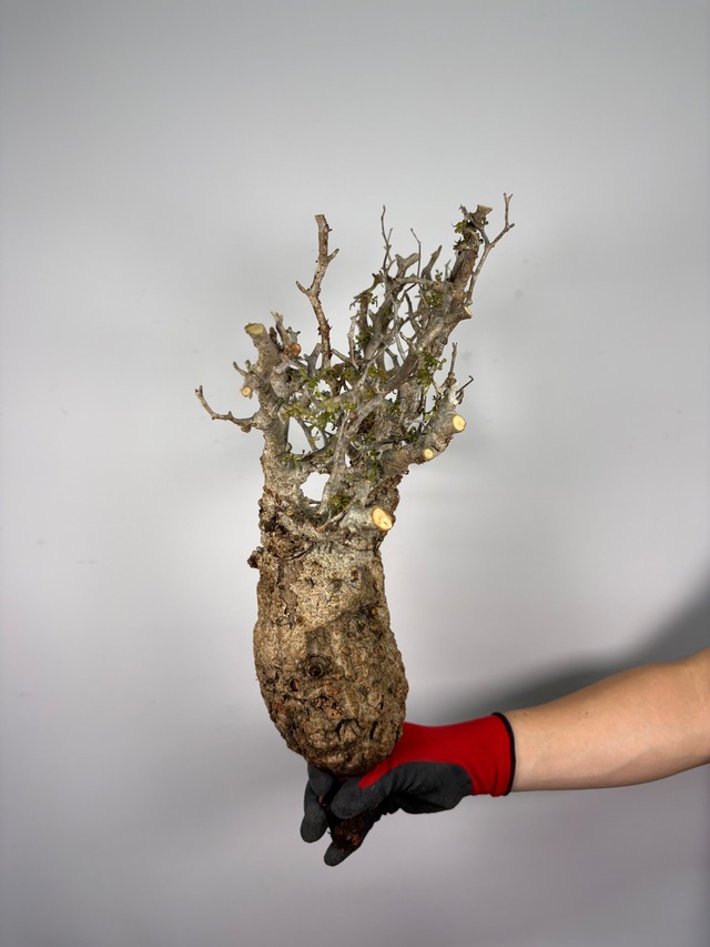 F145 現地発根株 オペルクリカリア パキプス 6/15 入荷 Operculicarya pachypus 塊根植物 現地球