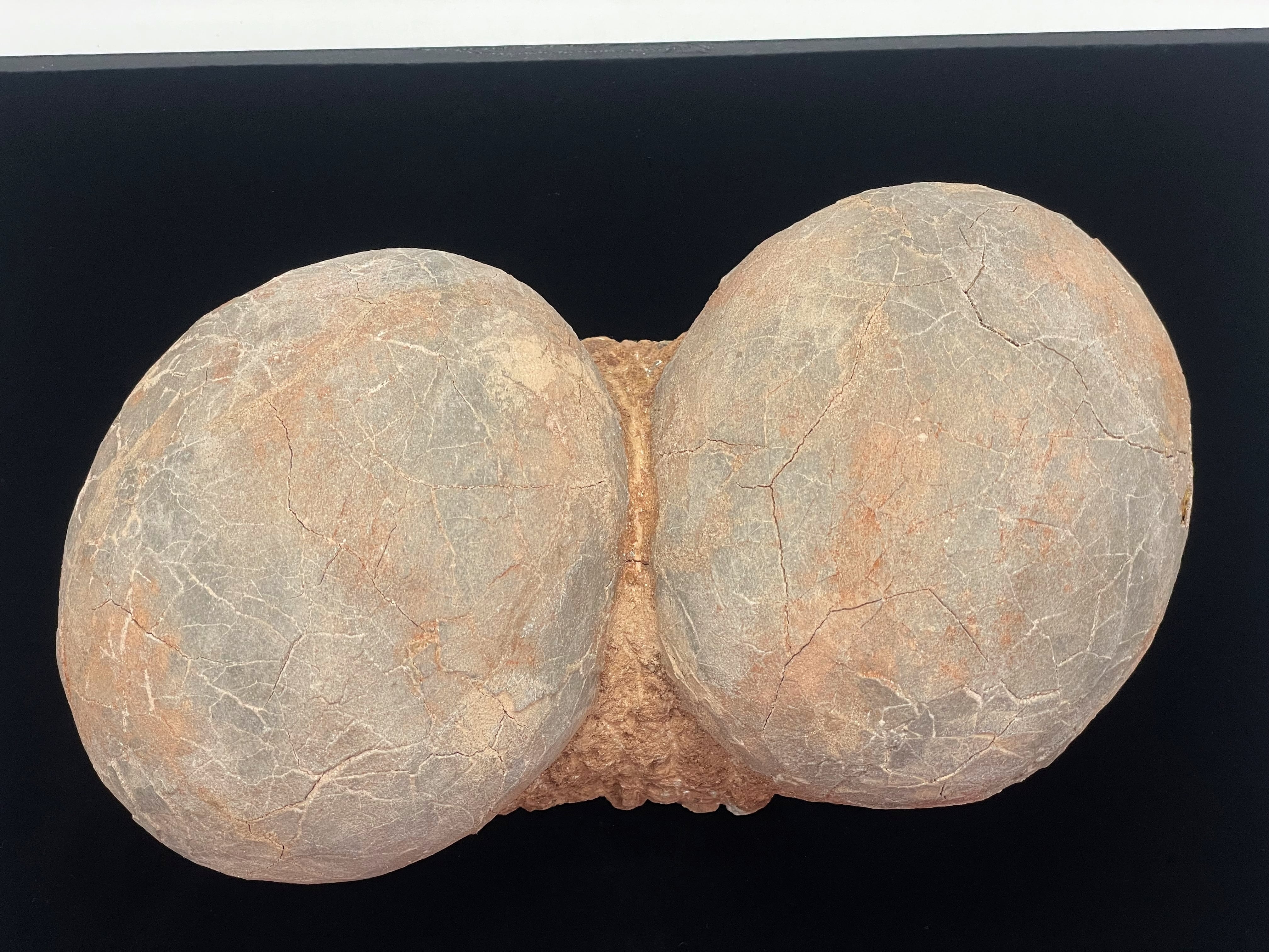 恐竜の卵の化石（レプリカ） | DantaliaN-outlet