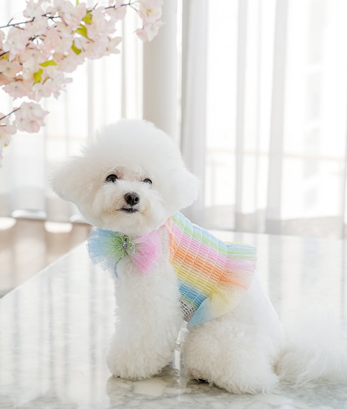 ハローパステル クロップドトップス S ~ XL  /  犬の服 犬服 新作 ショート丈 クロップド丈 涼しい 小型犬 中型犬 ペット洋服 ドッグウェア ペット用品