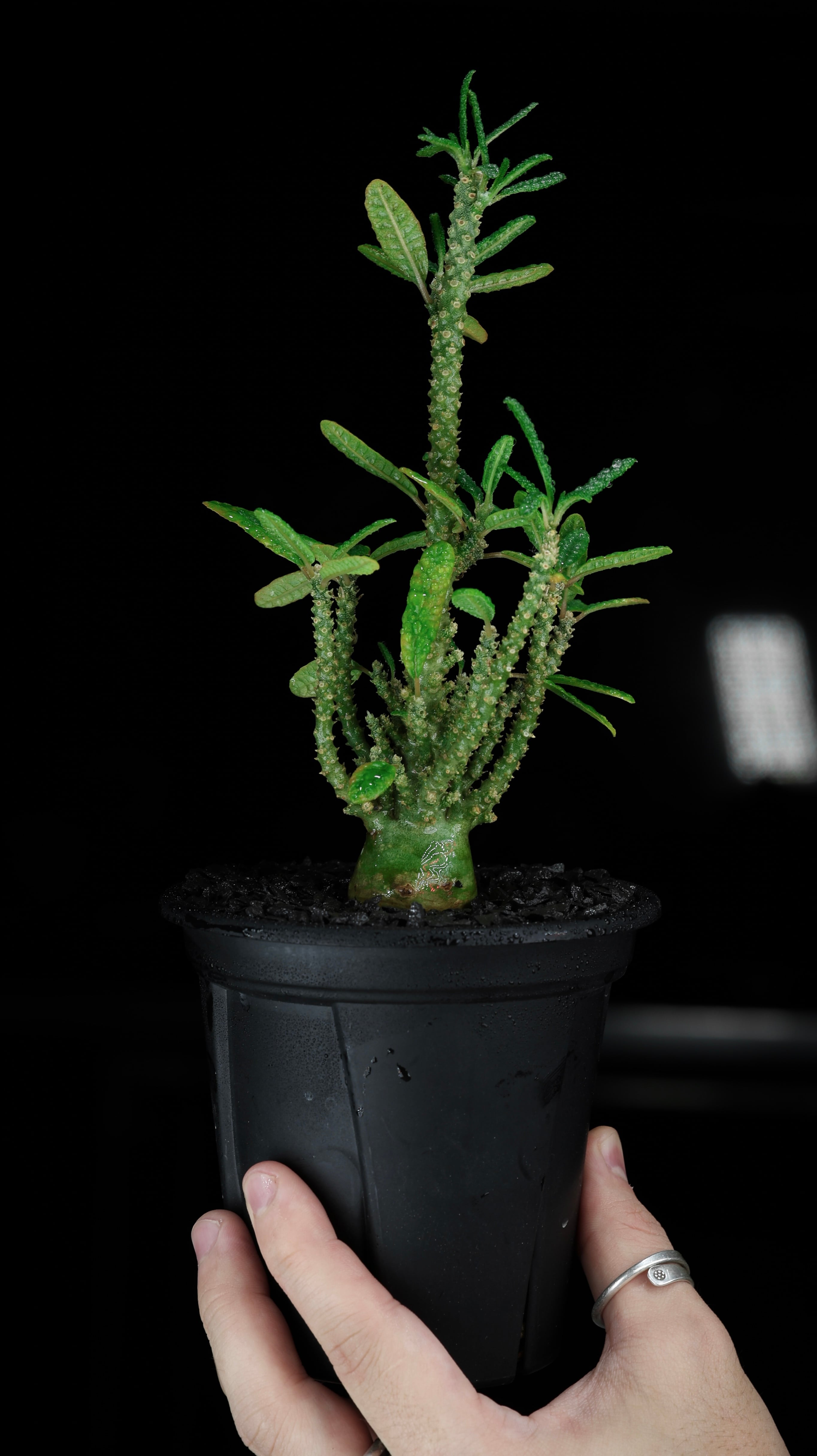 P.willinckii cv. Sailor Saturn【artPLANTs】ビカクシダ/Platycerium