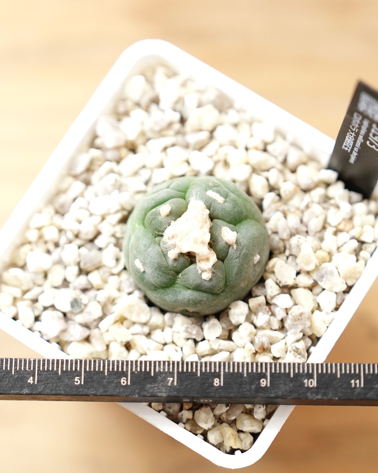 カット苗 ロホホラ 大疣銀冠玉 S Lophophora williamsii var.decipiens