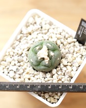 カット苗 ロホホラ 大疣銀冠玉 S Lophophora williamsii var.decipiens
