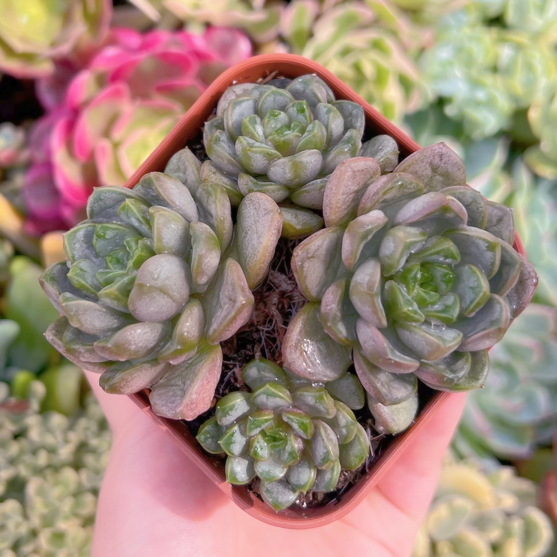 現品　ブドウ#242　群生　るる農園