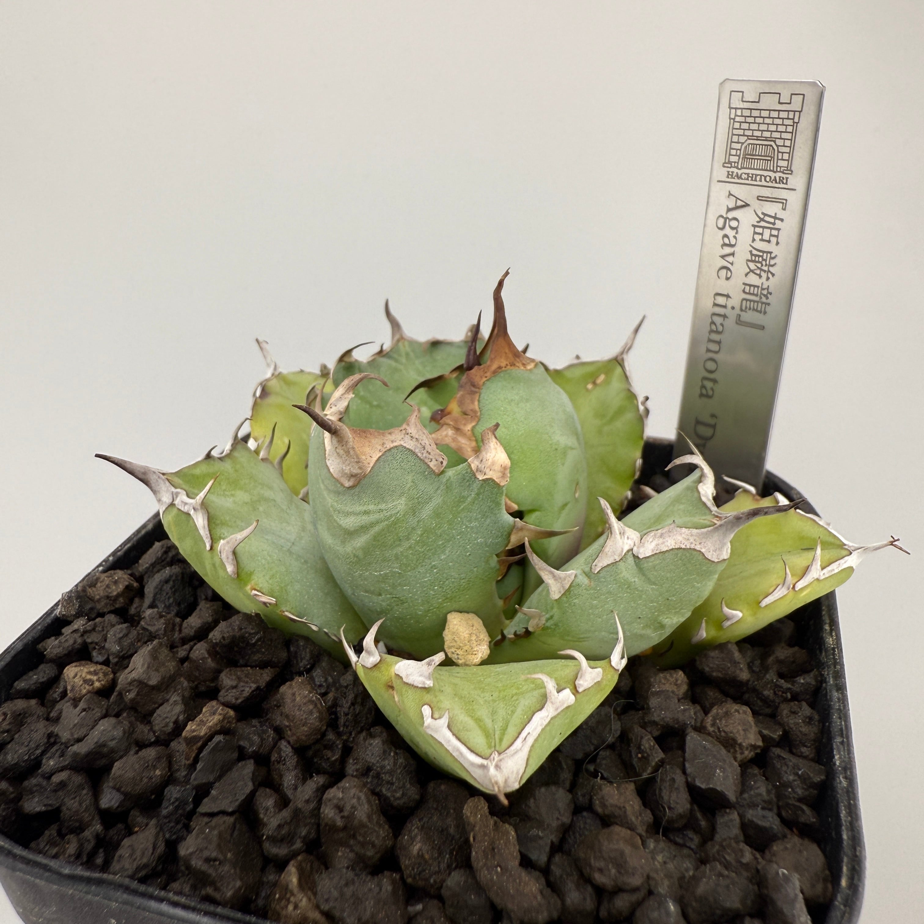 No.10 姫厳竜 Agave titanota