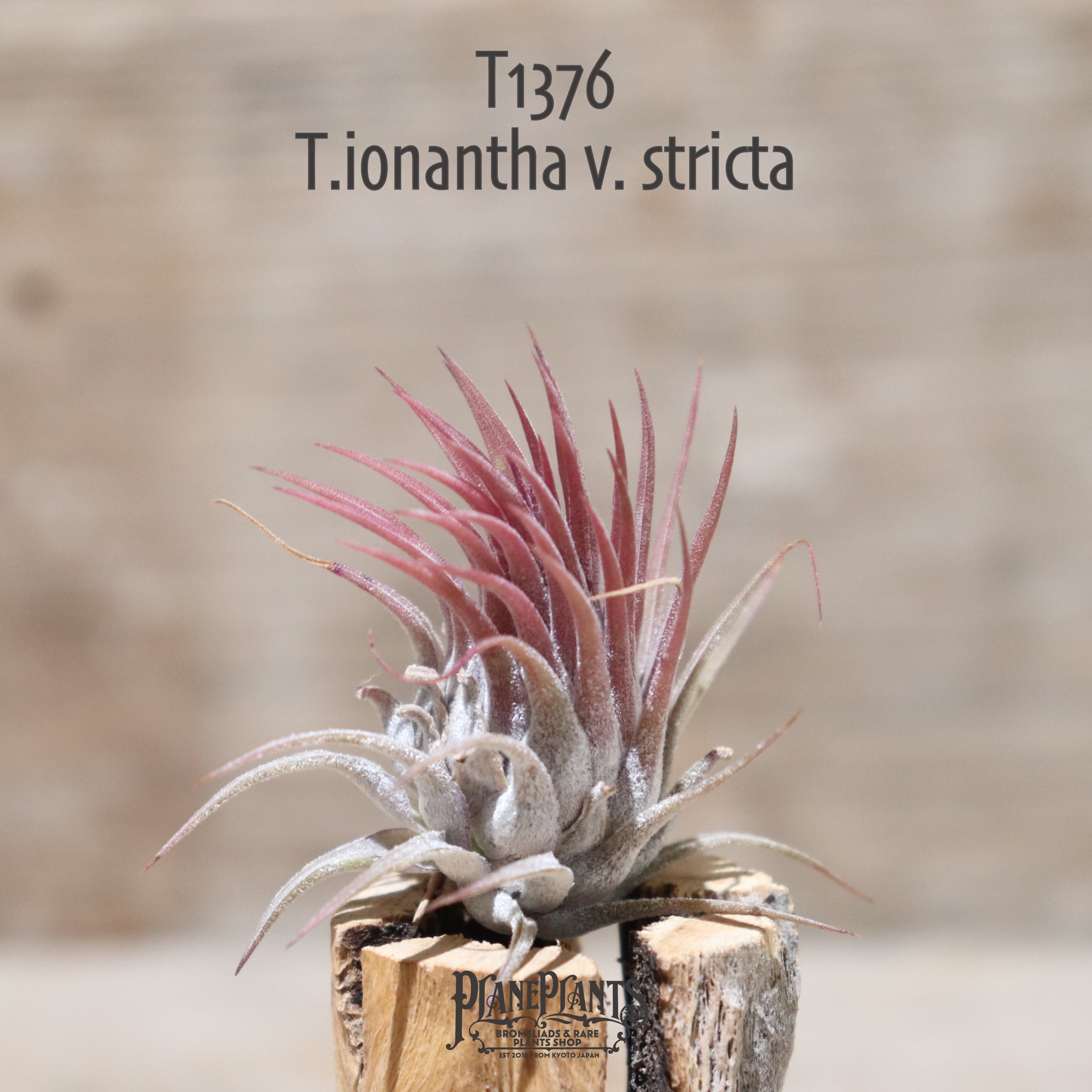 【送料無料】ionantha v. stricta〔エアプランツ〕現品発送T1376