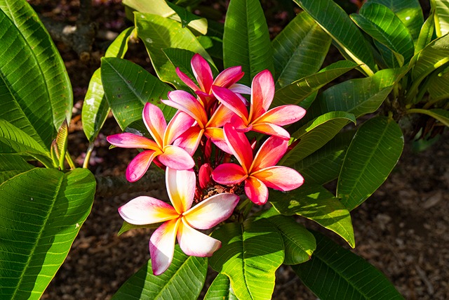 【メタルプリント203×254mm】Plumeria Pink-Yellow