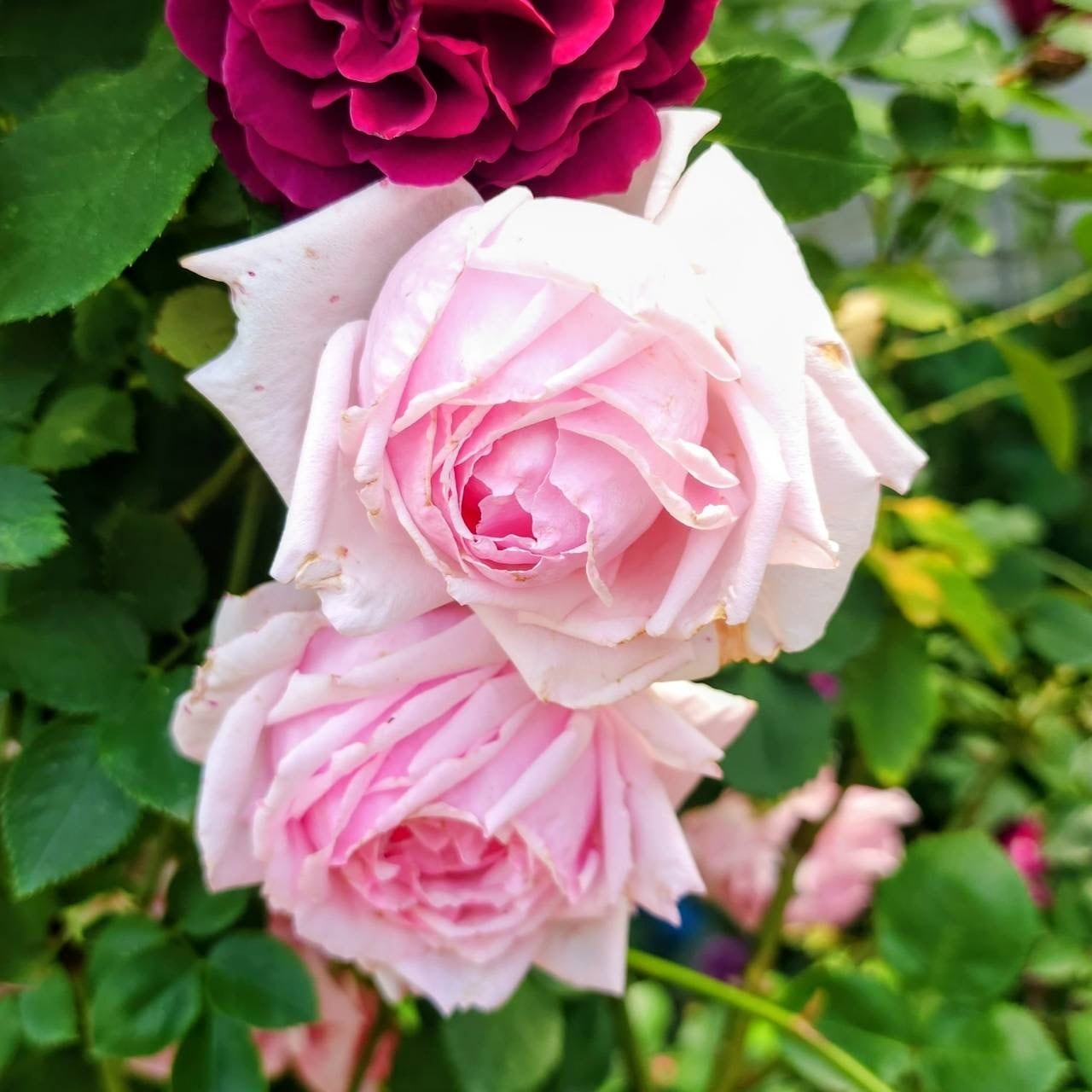 バラ・Roses | P's SHOP