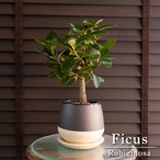 幹太 フィカス ルビギノーサ 盆栽仕立て フランスゴムの木 Rubiginosa 4号 信楽焼 陶器鉢 観葉植物 ゴムの木 0305BI