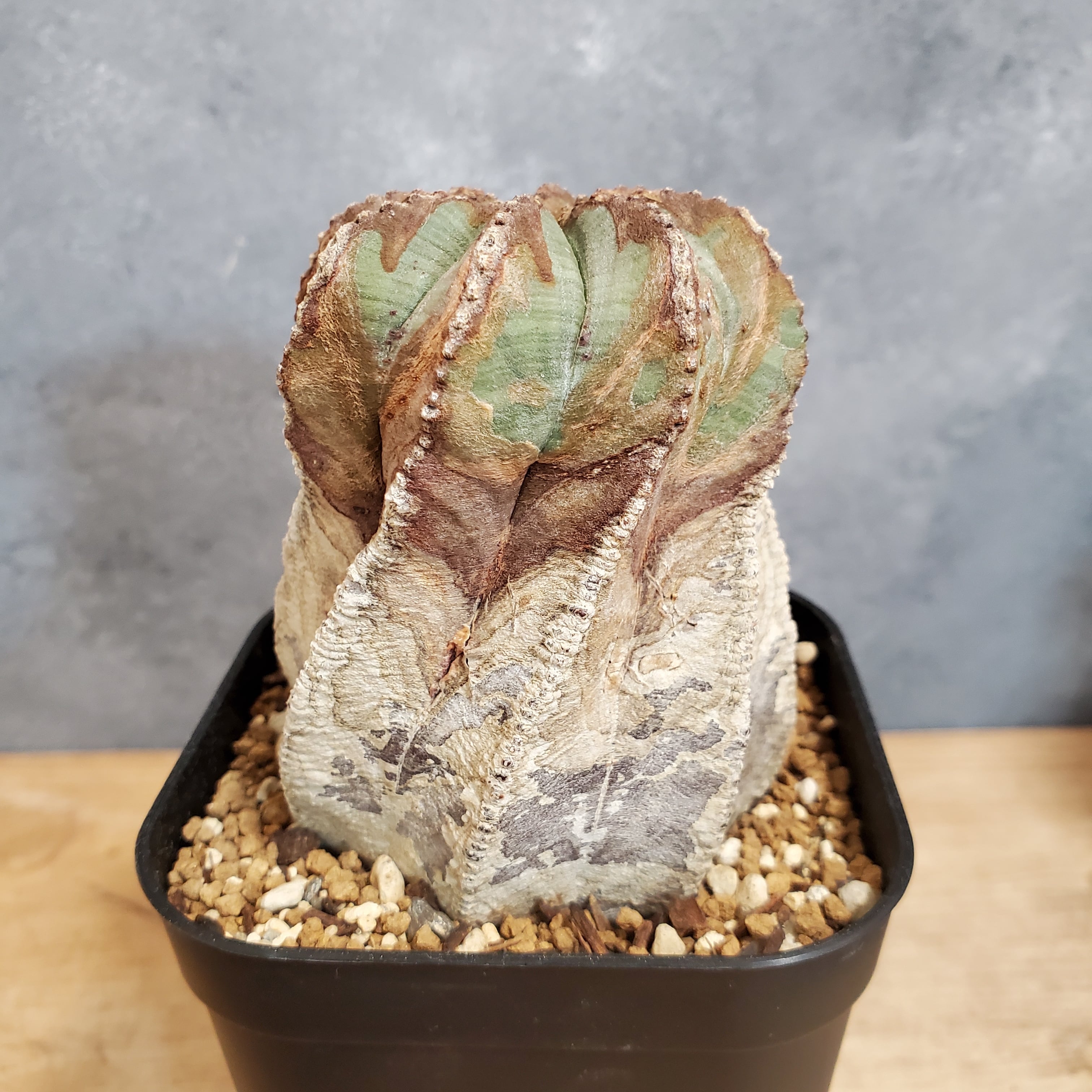 白化木質化】Euphorbia Obesa ユーフォルビア オベサ 木質化 白化木質化】Euphorbia Obesa ユーフォルビア オベサ 木質化