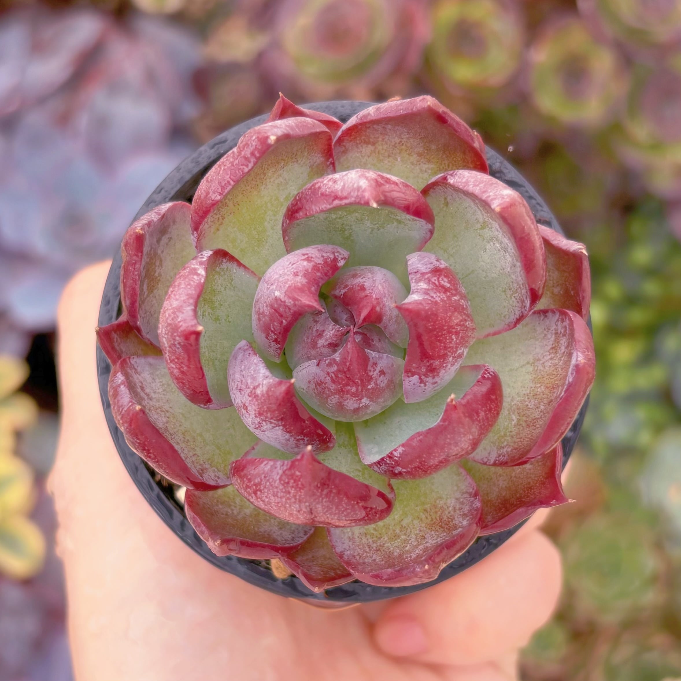 多肉植物 カシオ(中) 新入荷 るる農園 | るる農園~多肉植物専門