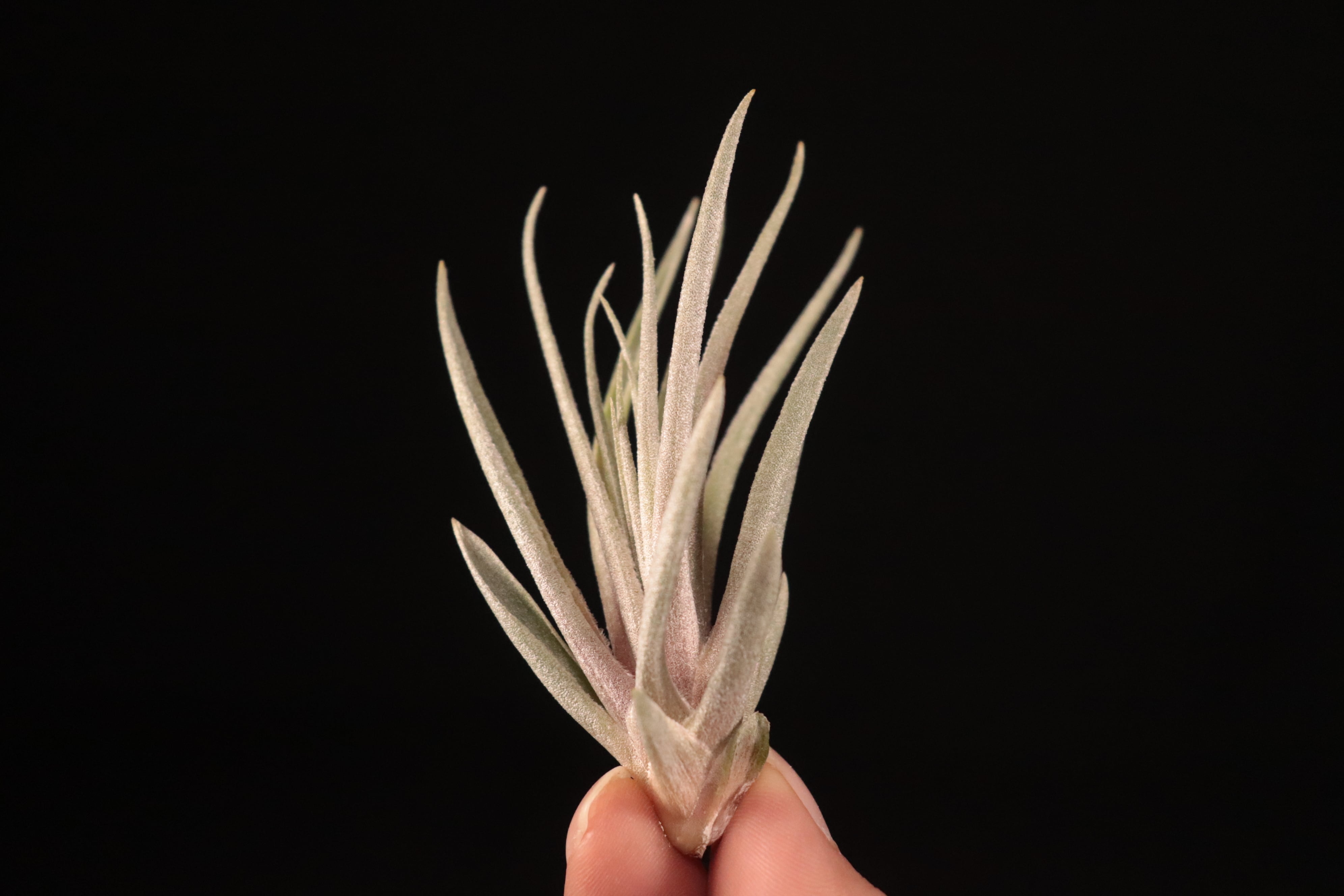 送料無料】kautskyi hybrid〔エアプランツ〕現品発送T4616 | plane plants