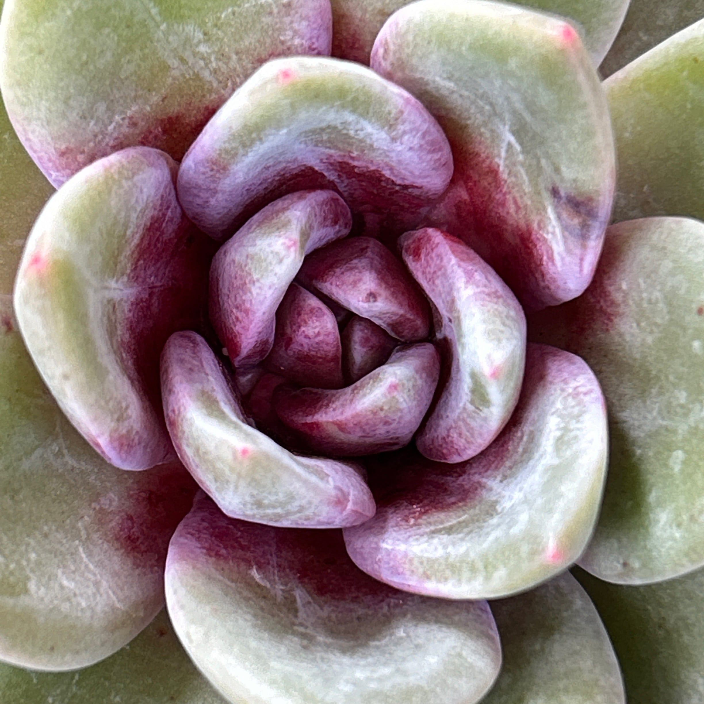 ドイツシャンペーン | RuPo 多肉植物専門店