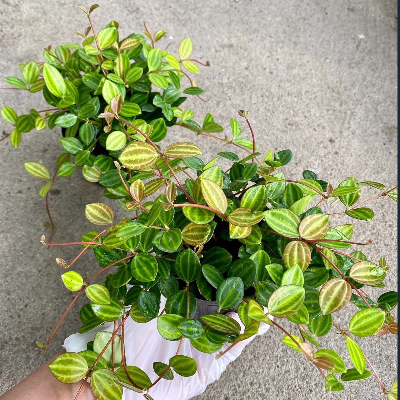 ２６ ペペロミア アングラータ Inakougei イナコウゲイ 観葉植物 鉢 多肉 猫用品