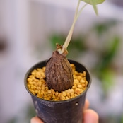 Stephania kaweesakii / ステファニア カウィーサキー㊲/ 観葉植物