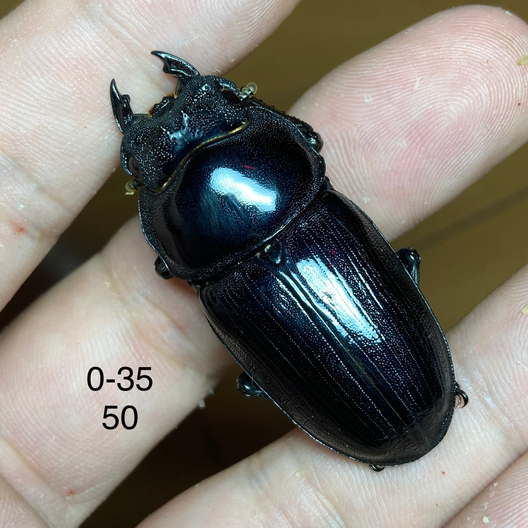 オオクワガタ久留米大型血統ペア新成虫