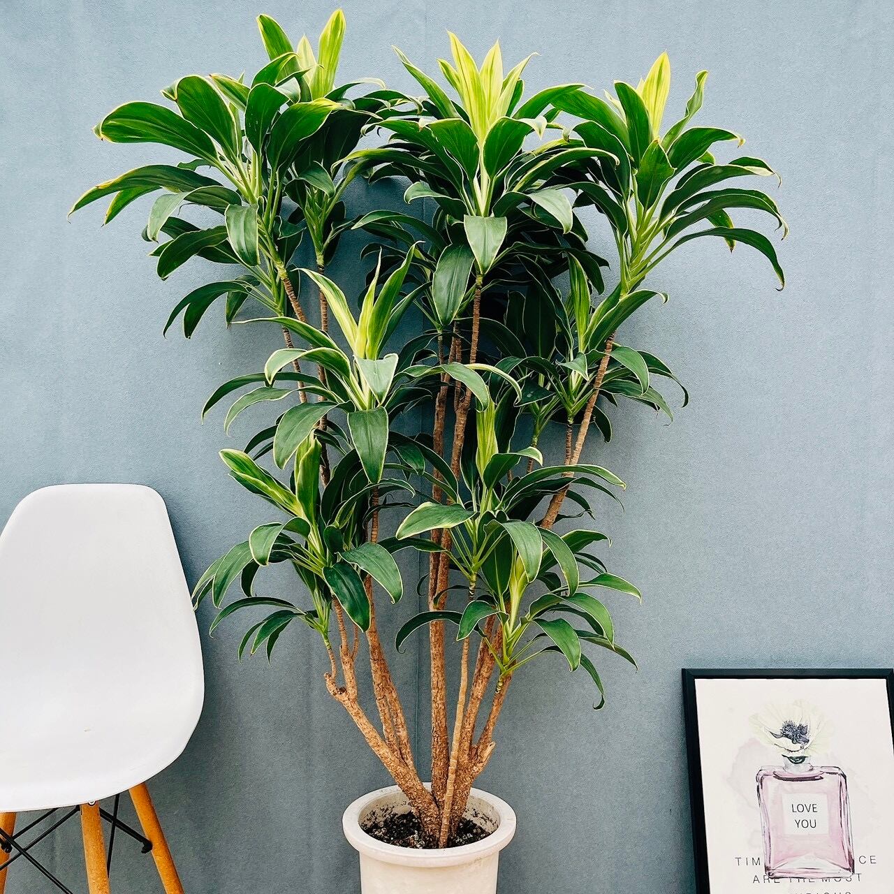 現品］4番 フィカス ウンベラータ 8号 観葉植物 室内 大型 ゴムの木